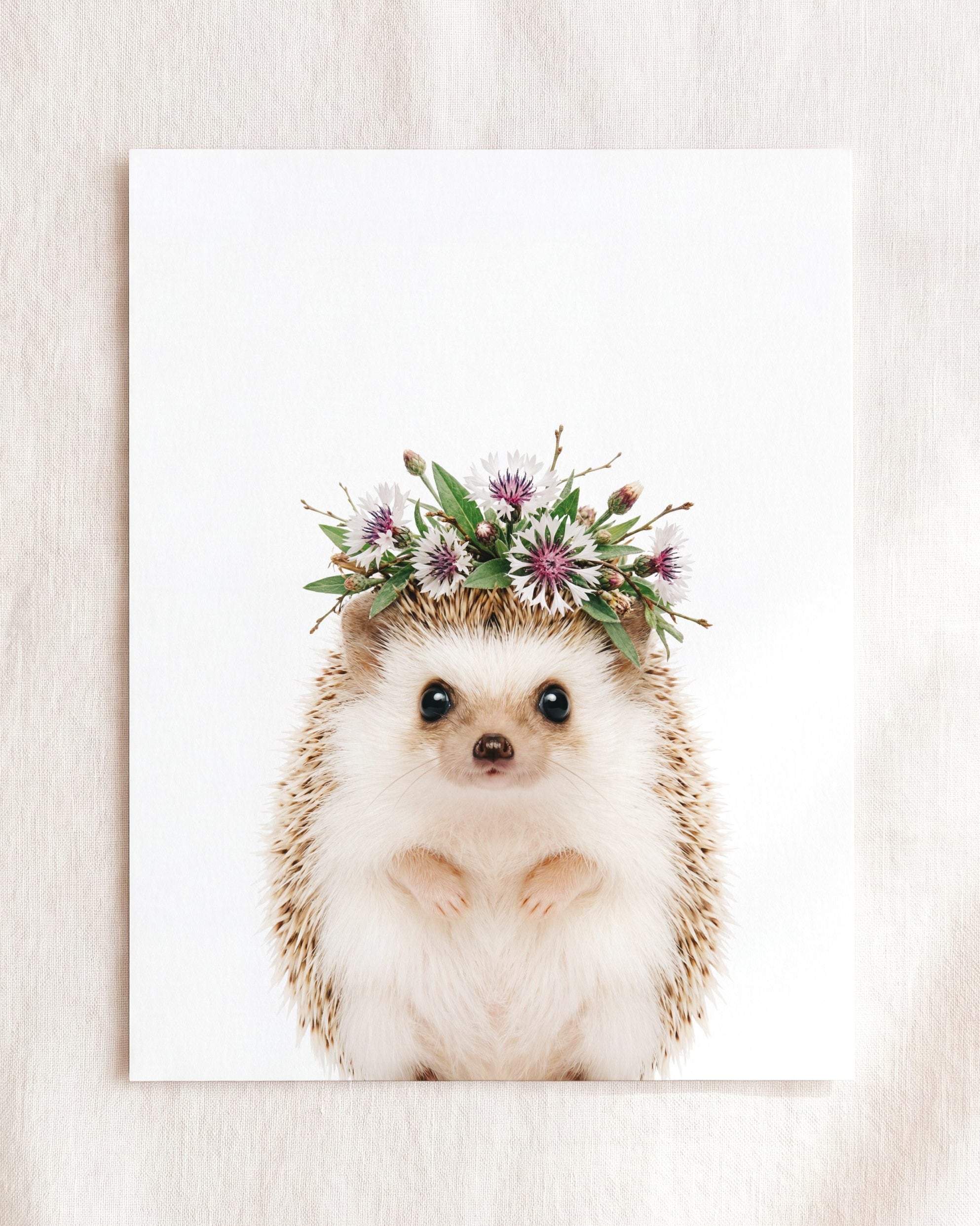Baby Hedgehog