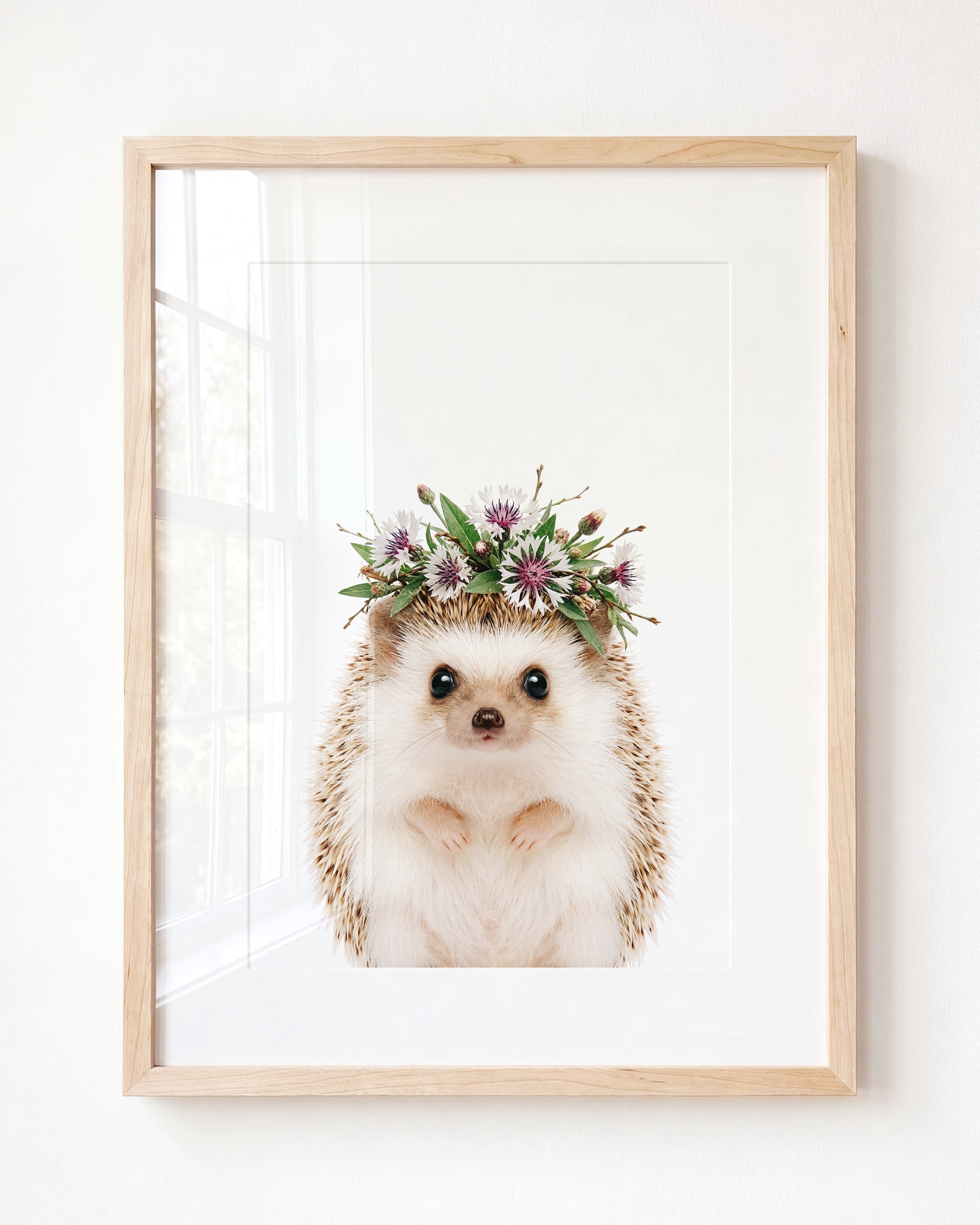 Baby Hedgehog