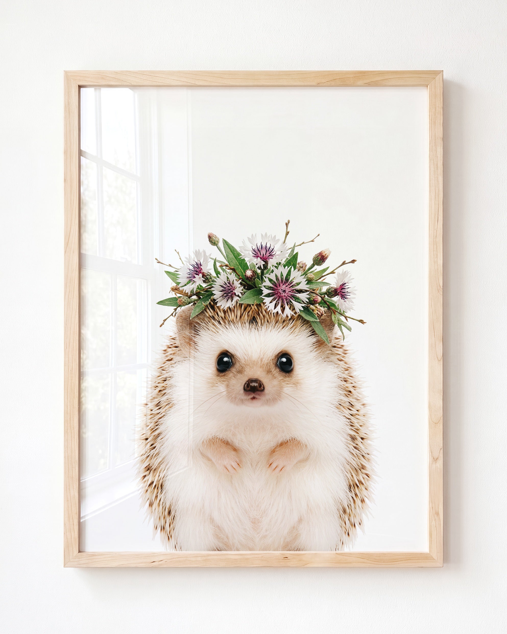 Baby Hedgehog