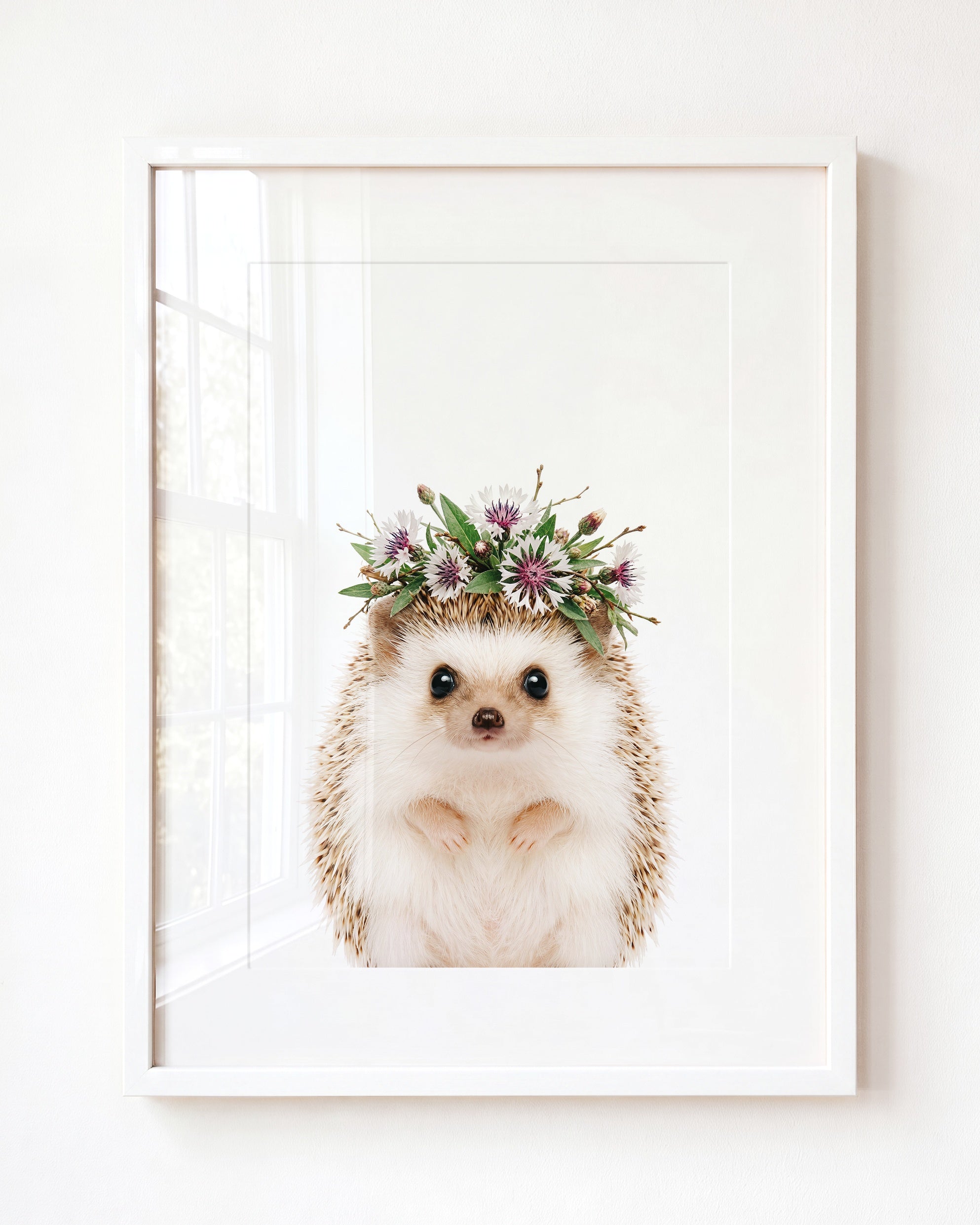 Baby Hedgehog