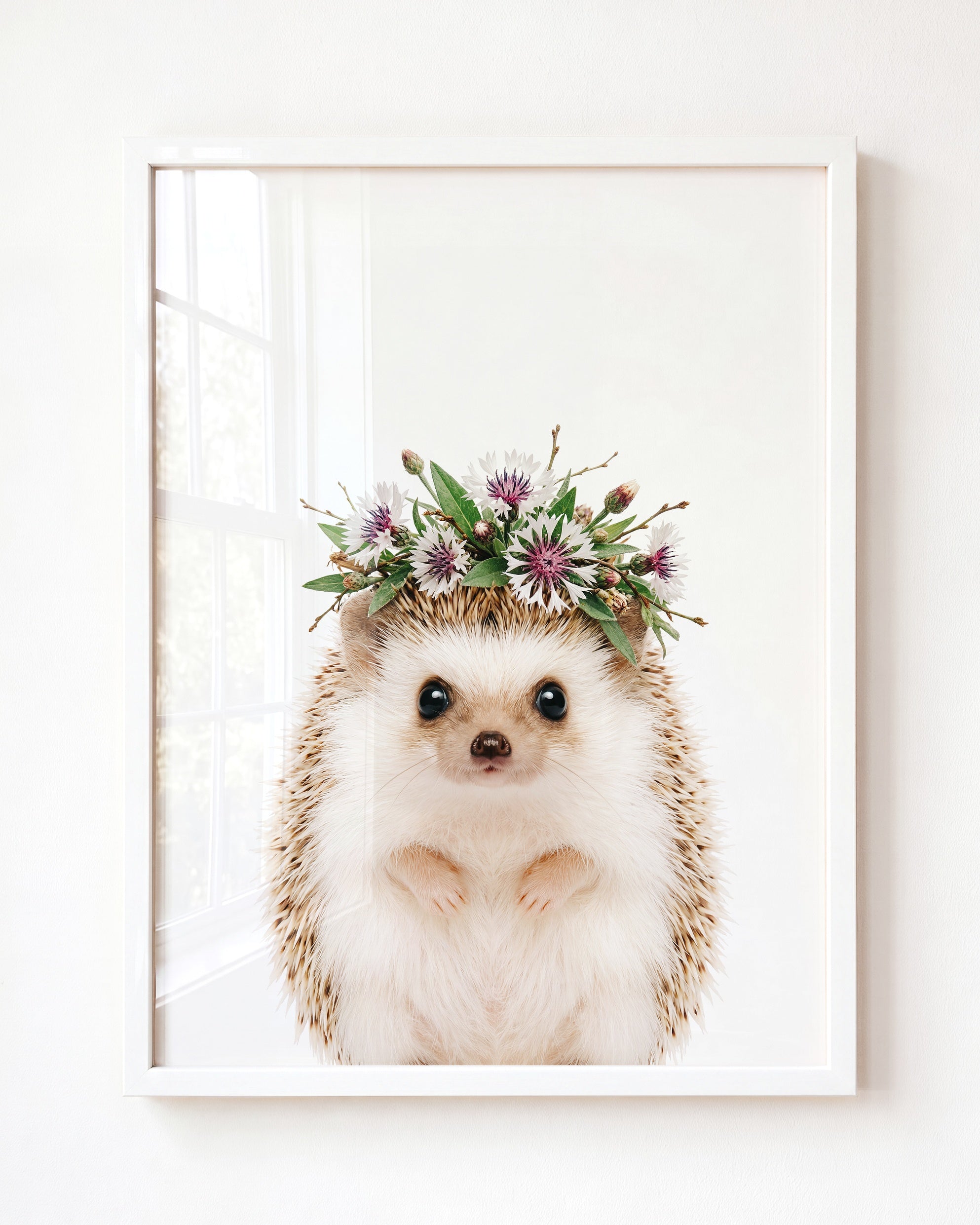 Baby Hedgehog