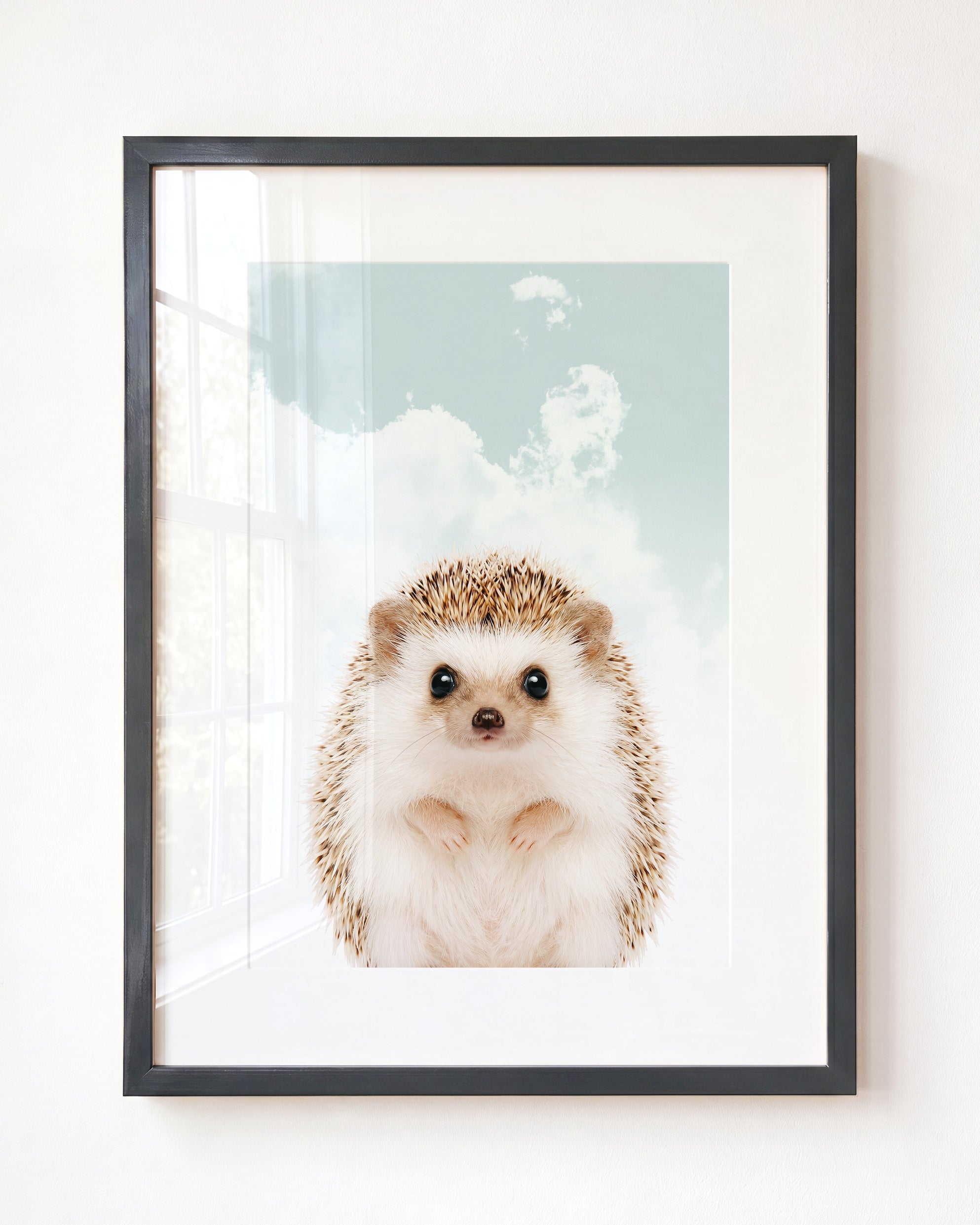 Baby Hedgehog