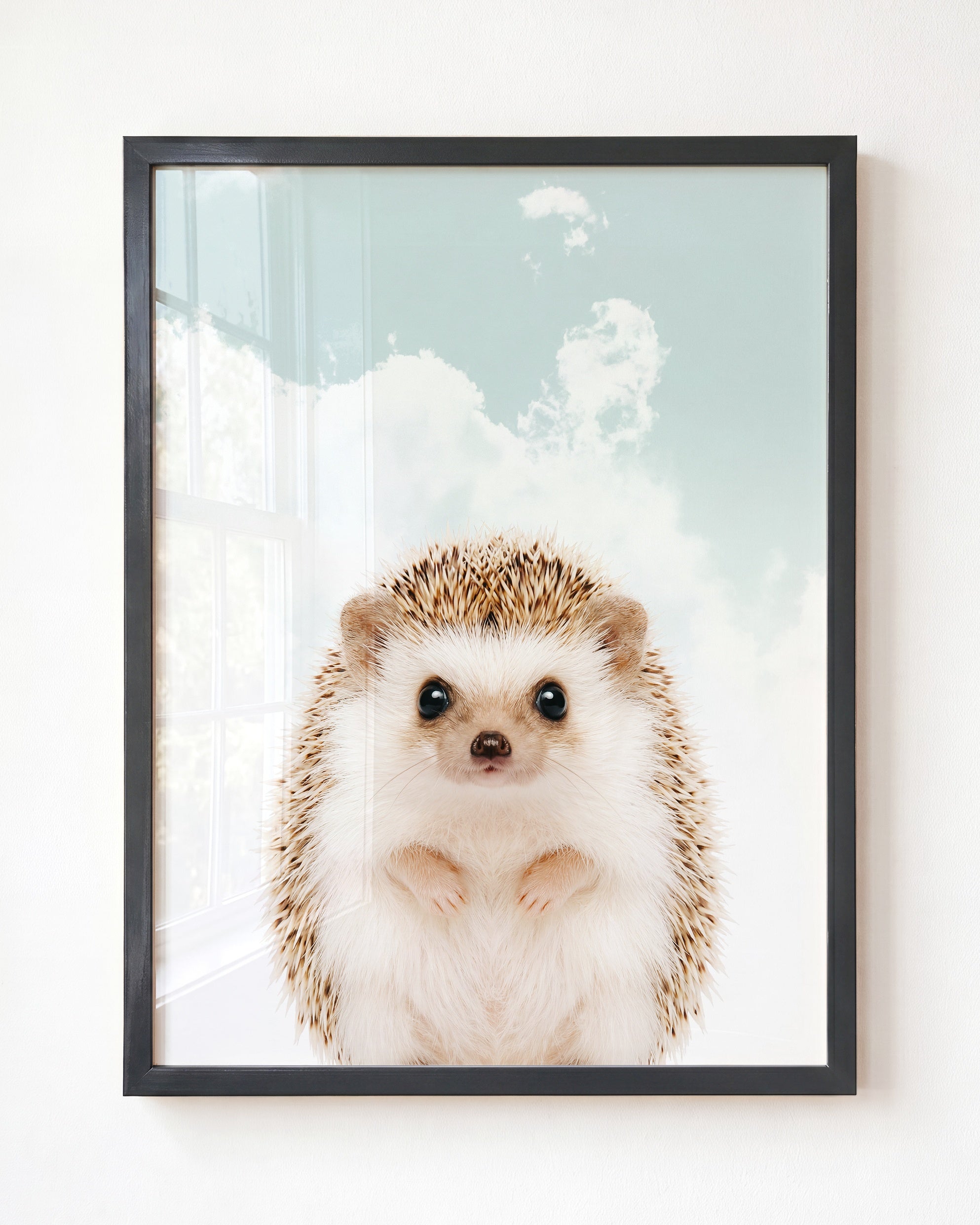 Baby Hedgehog