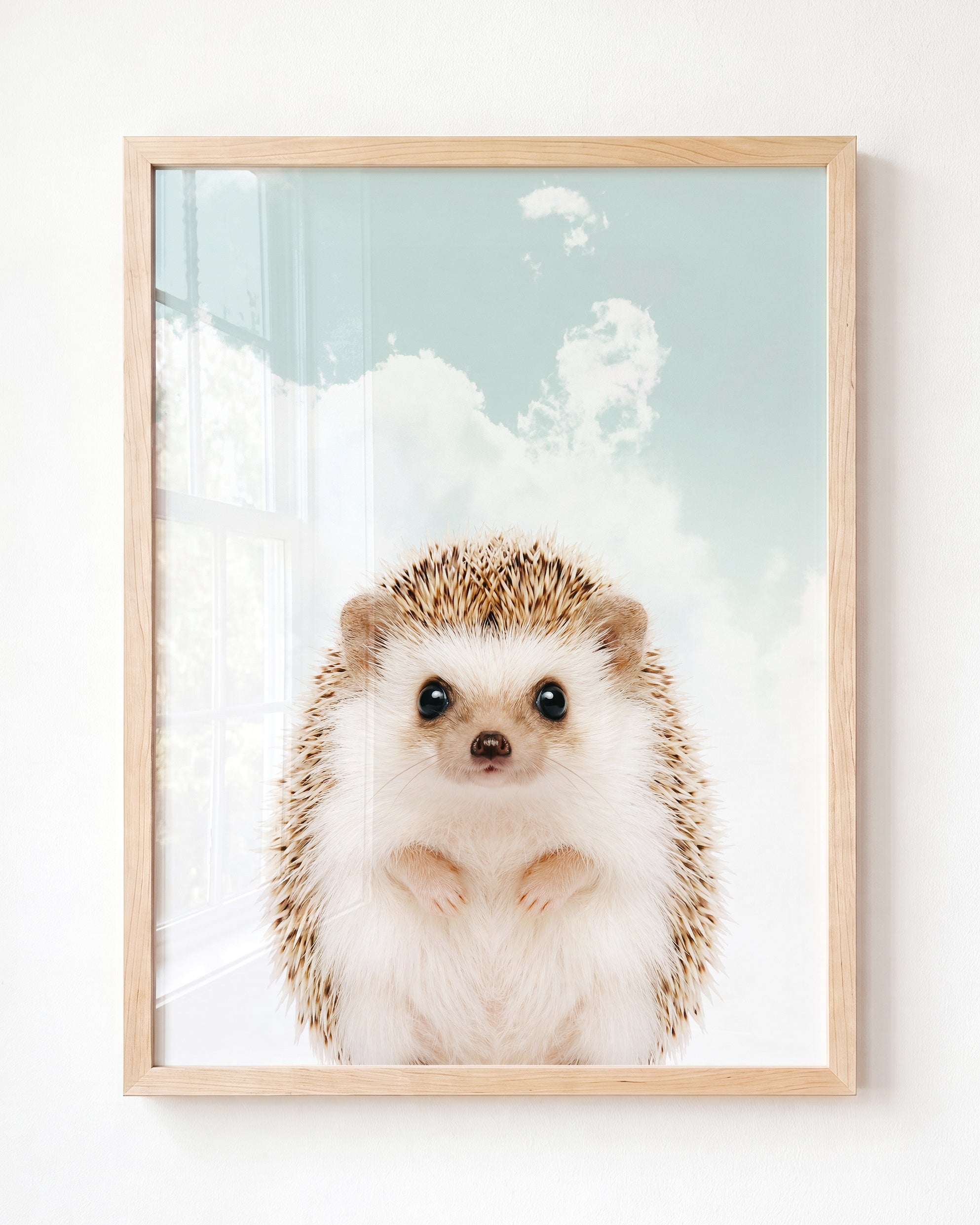 Baby Hedgehog