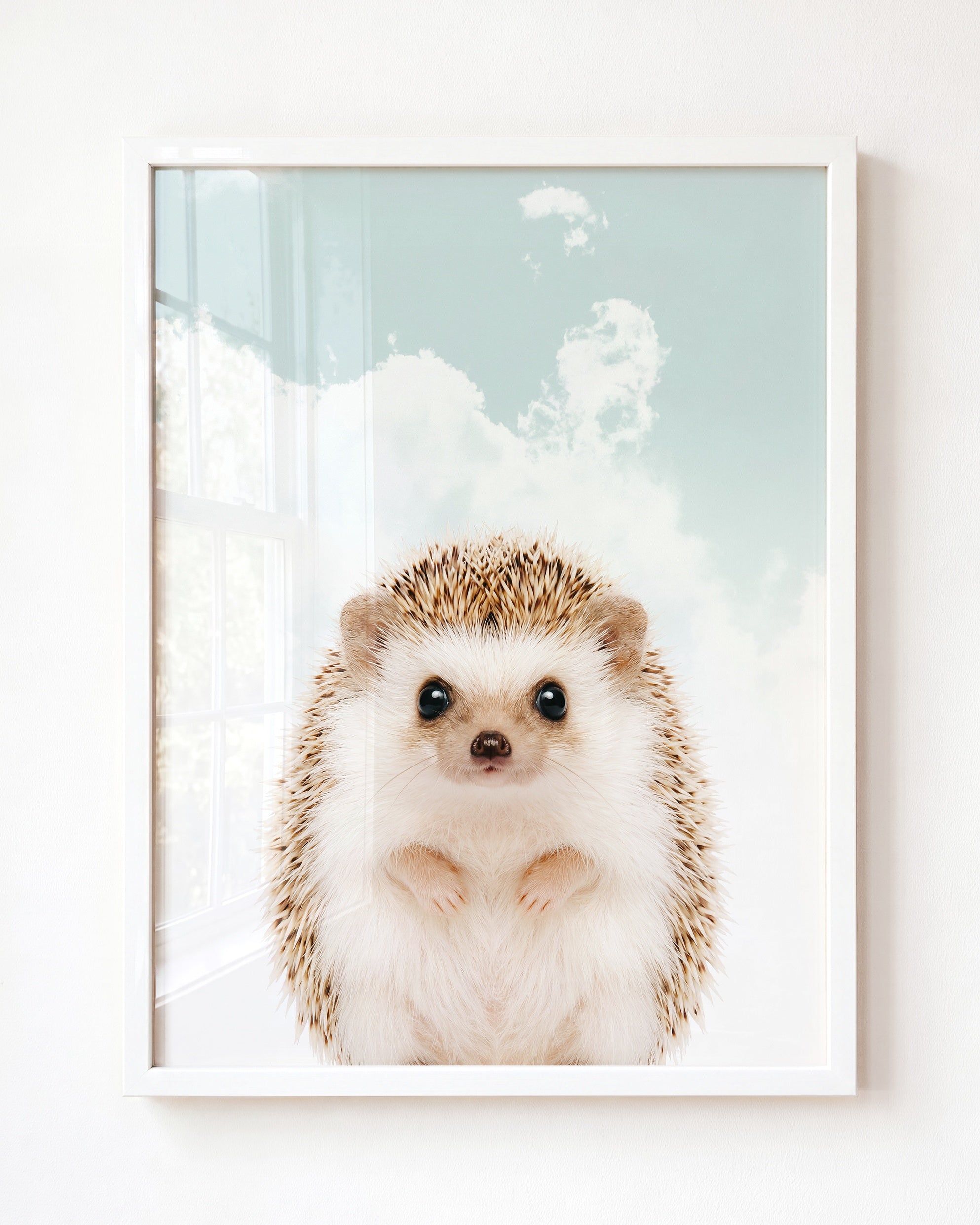 Baby Hedgehog