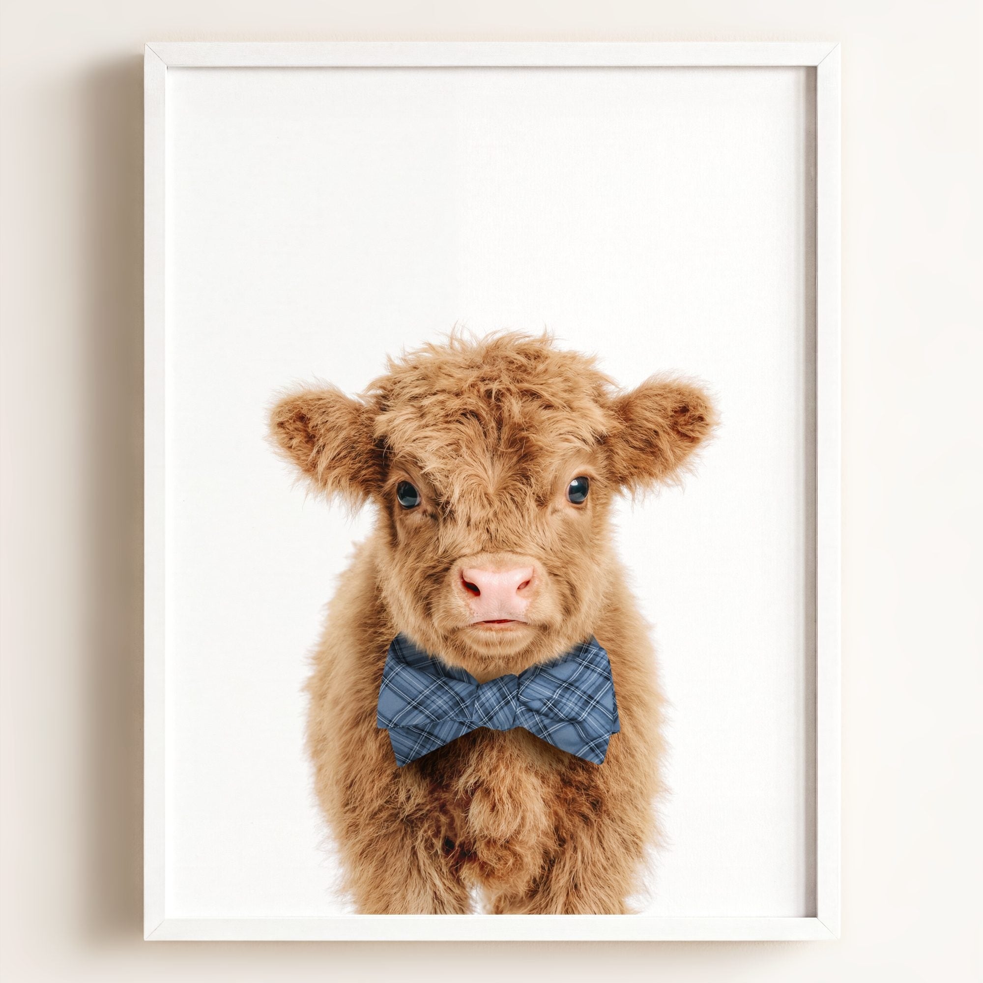 Baby Highland Cow