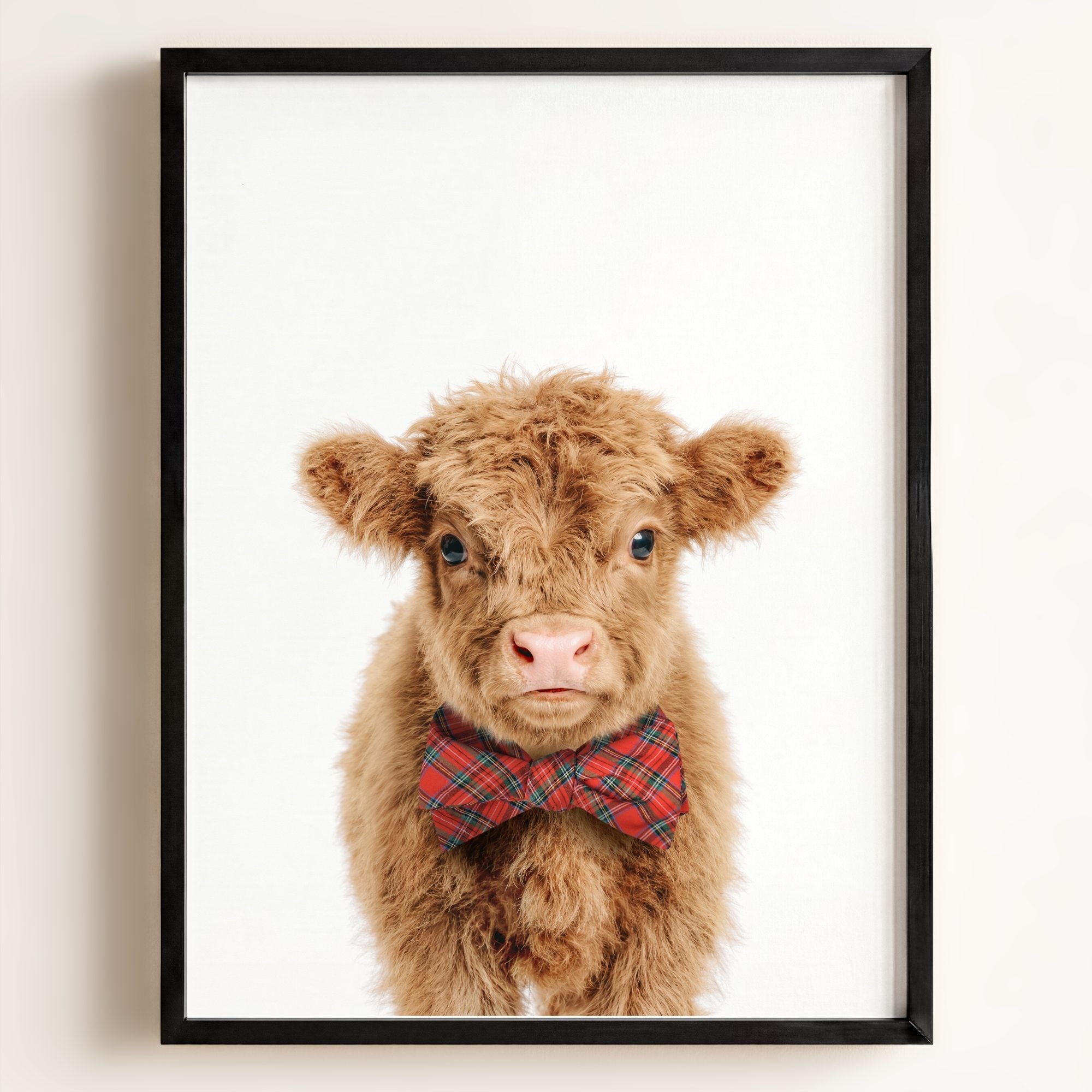 Baby Highland Cow