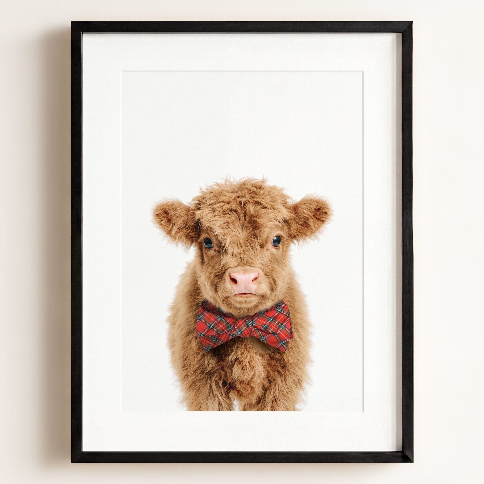 Baby Highland Cow