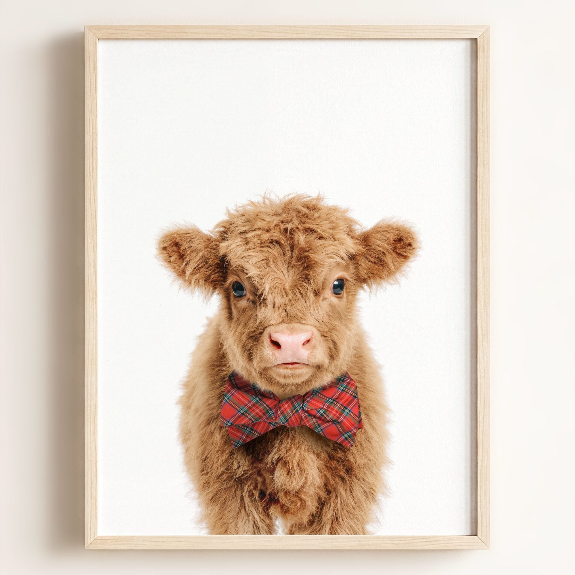 Baby Highland Cow