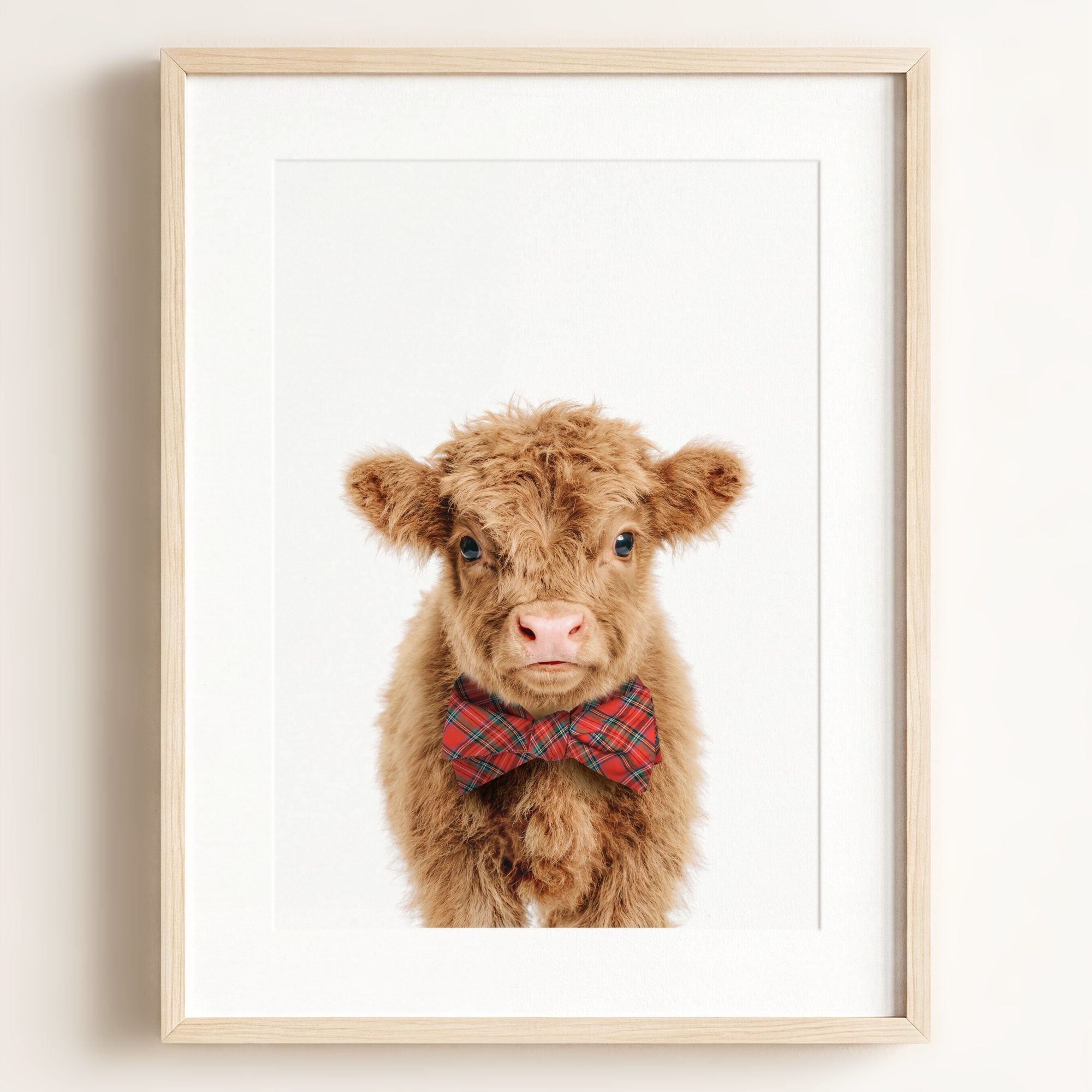 Baby Highland Cow