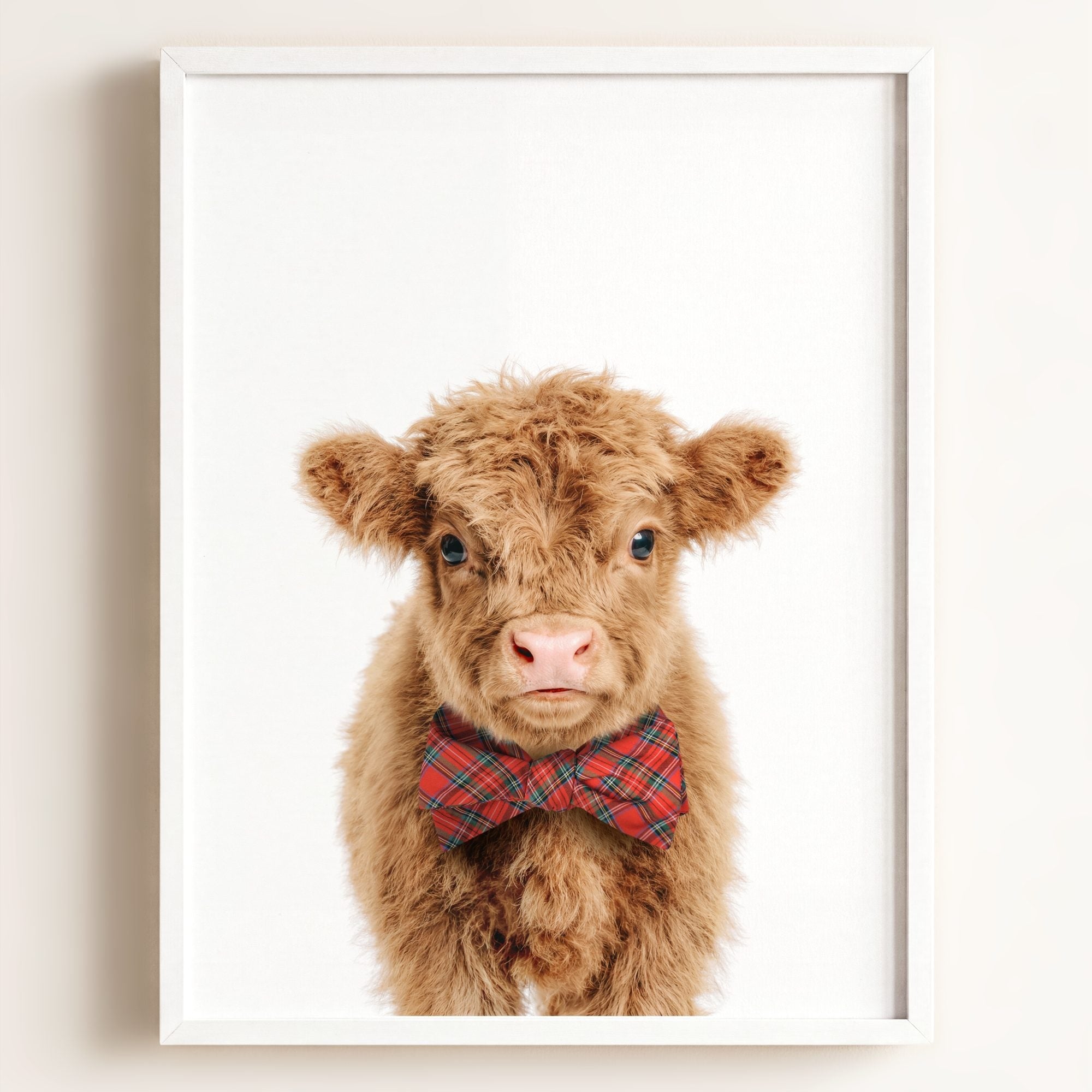 Baby Highland Cow