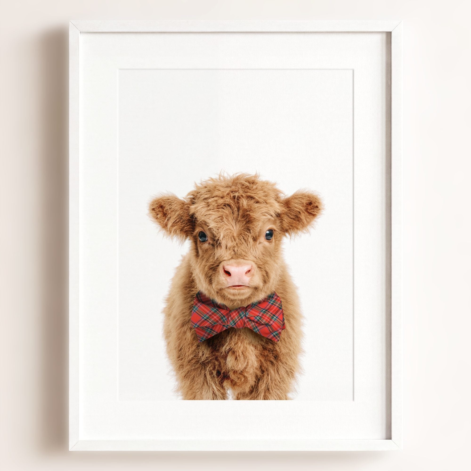 Baby Highland Cow