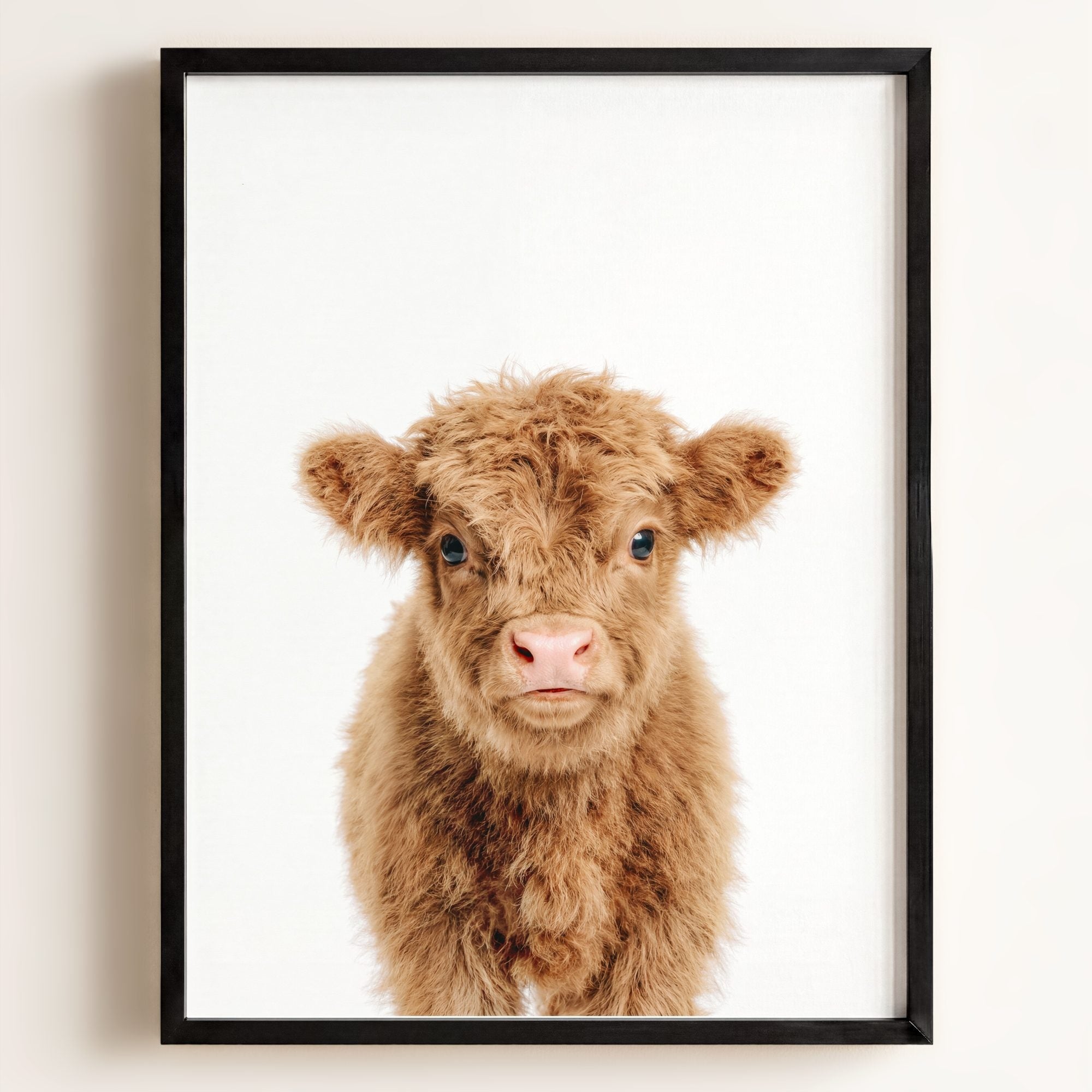 Baby Highland Cow