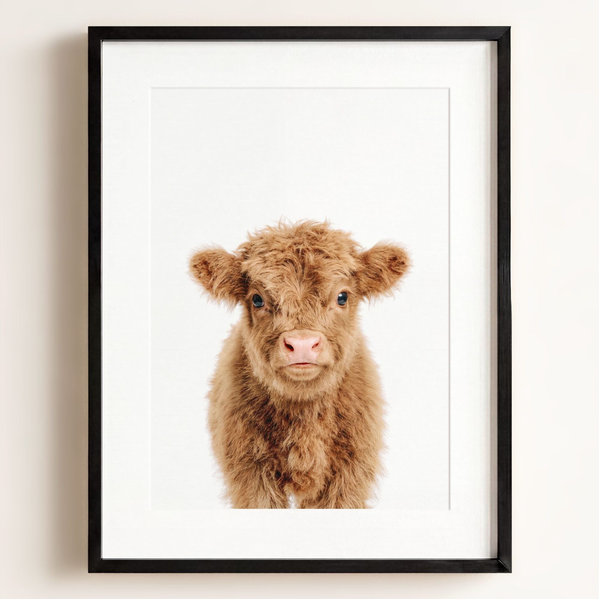 Baby Highland Cow
