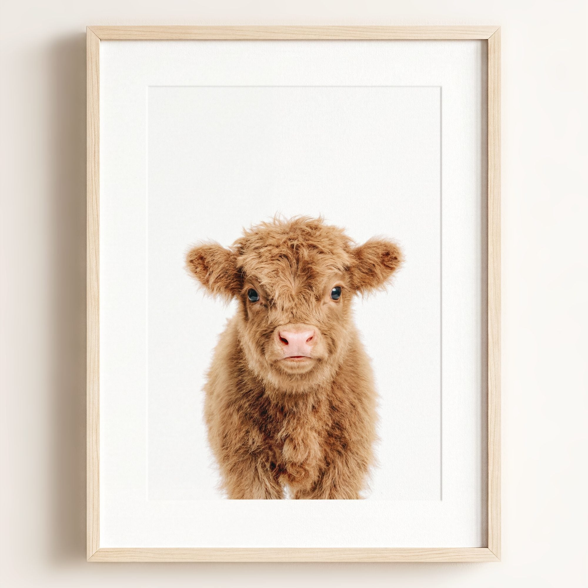 Baby Highland Cow