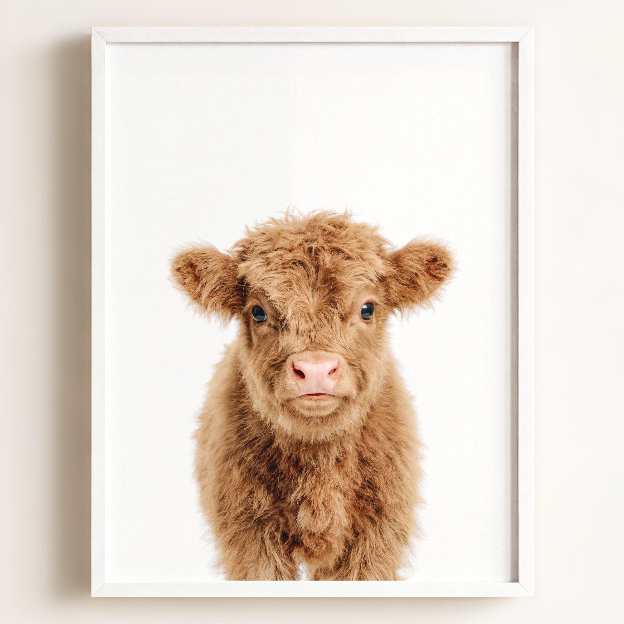 Baby Highland Cow