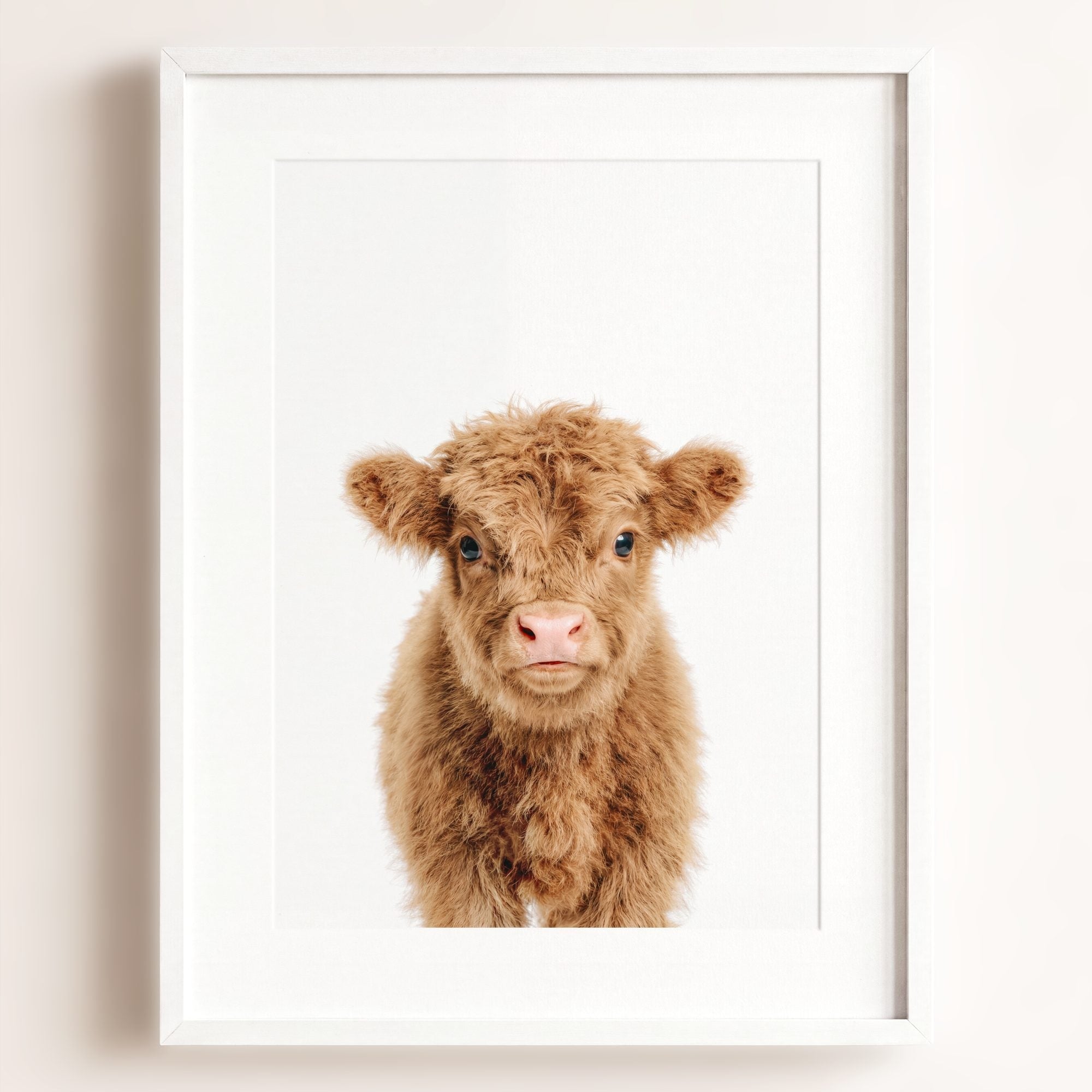 Baby Highland Cow