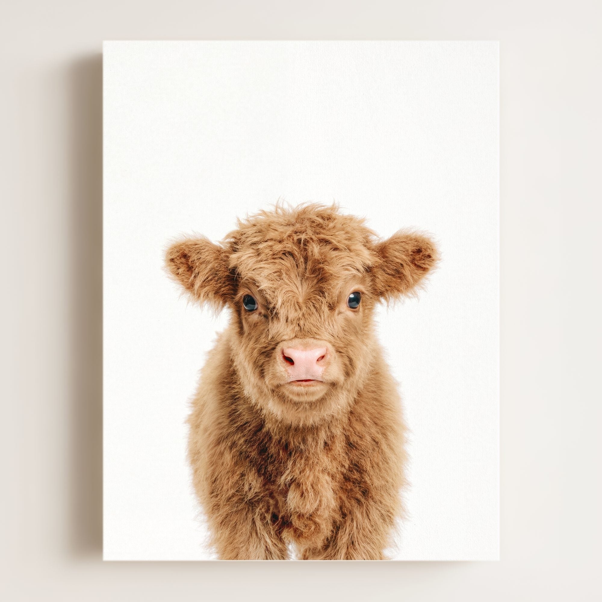 Baby Highland Cow