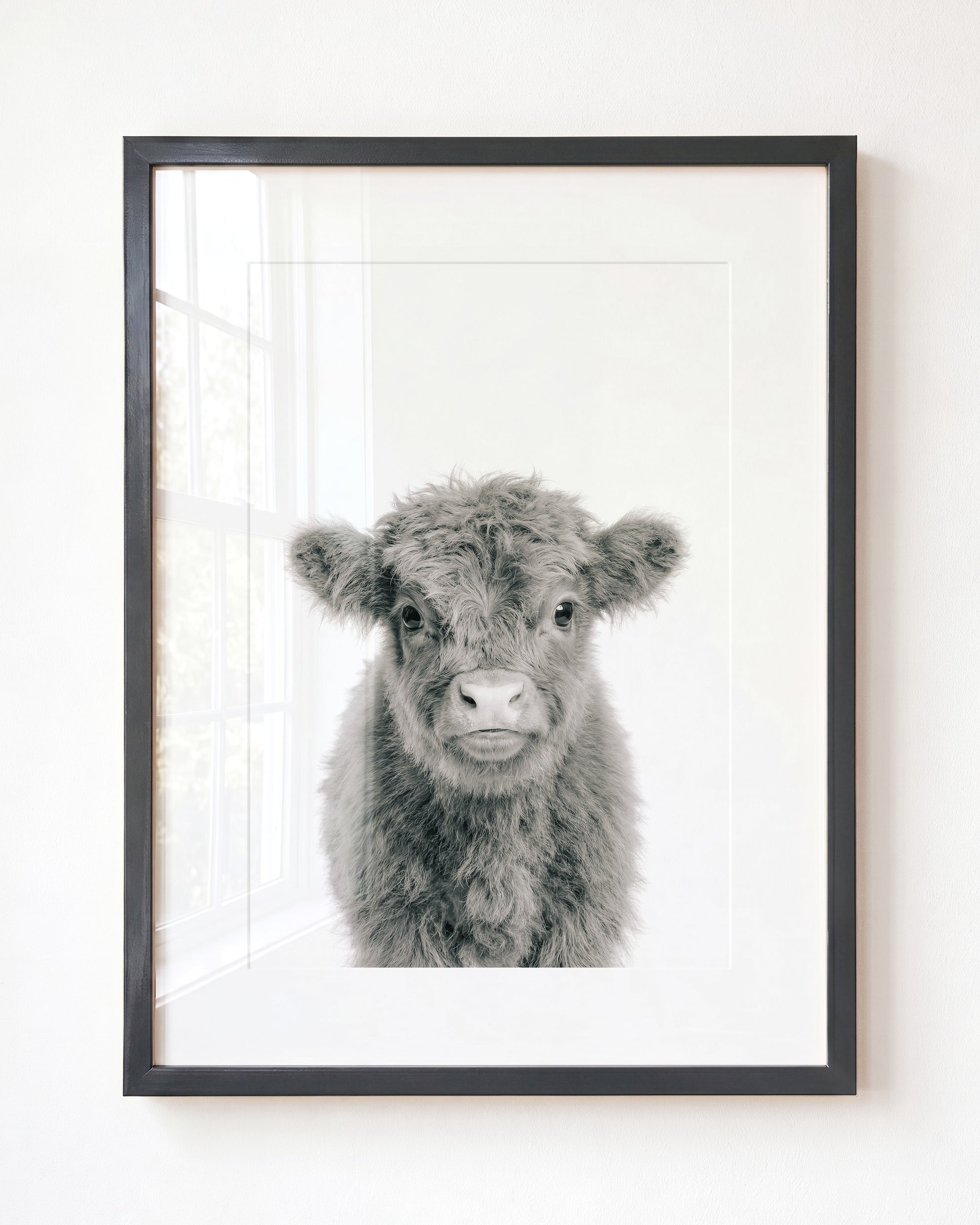 Baby Highland Cow