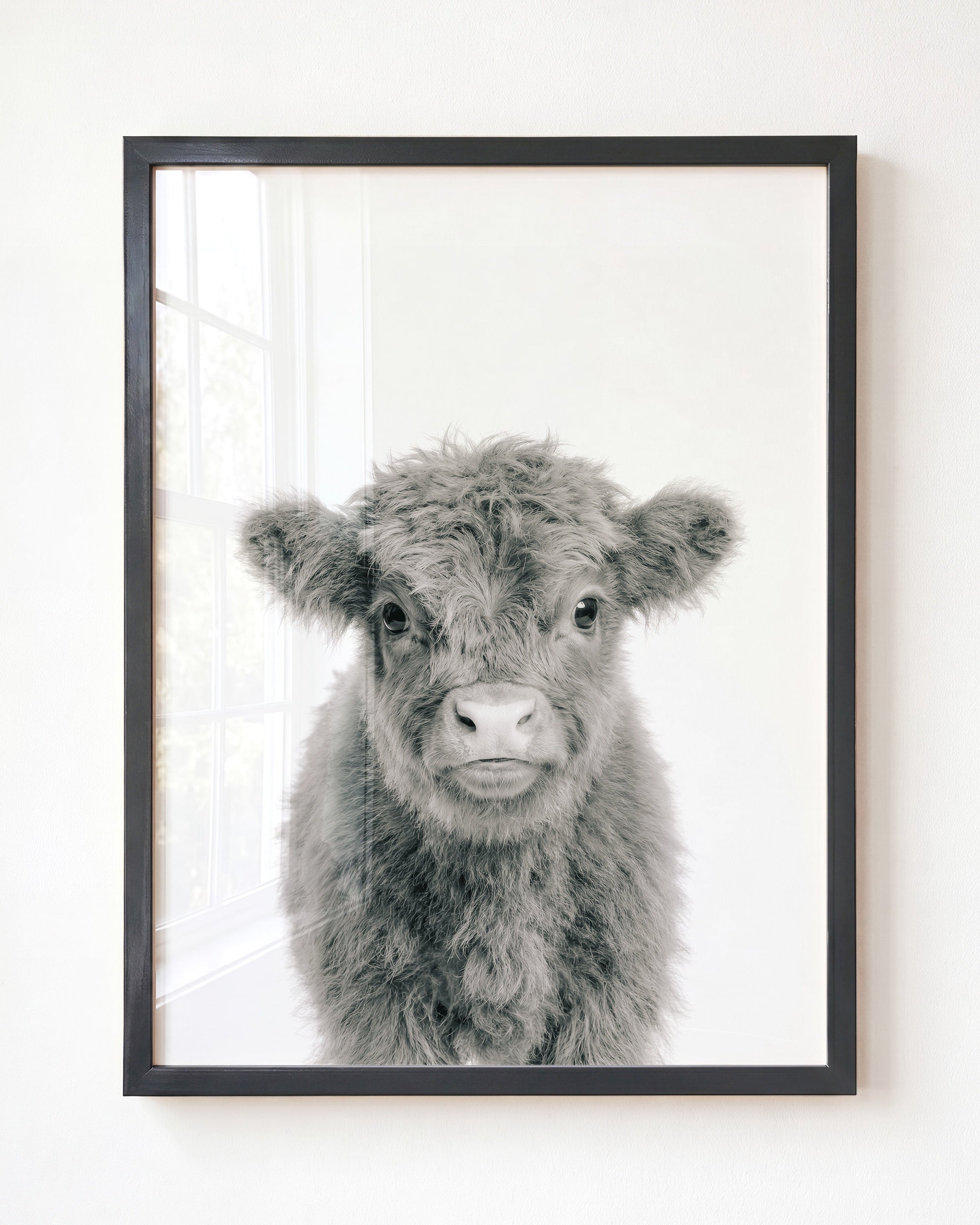 Baby Highland Cow