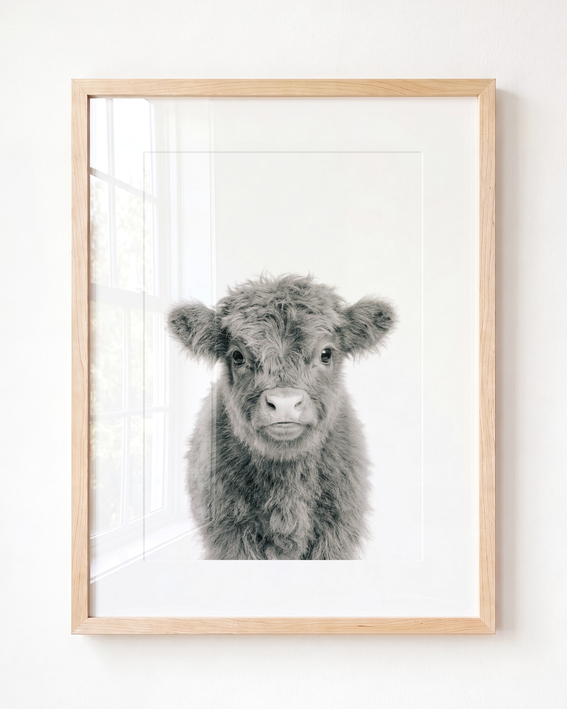 Baby Highland Cow