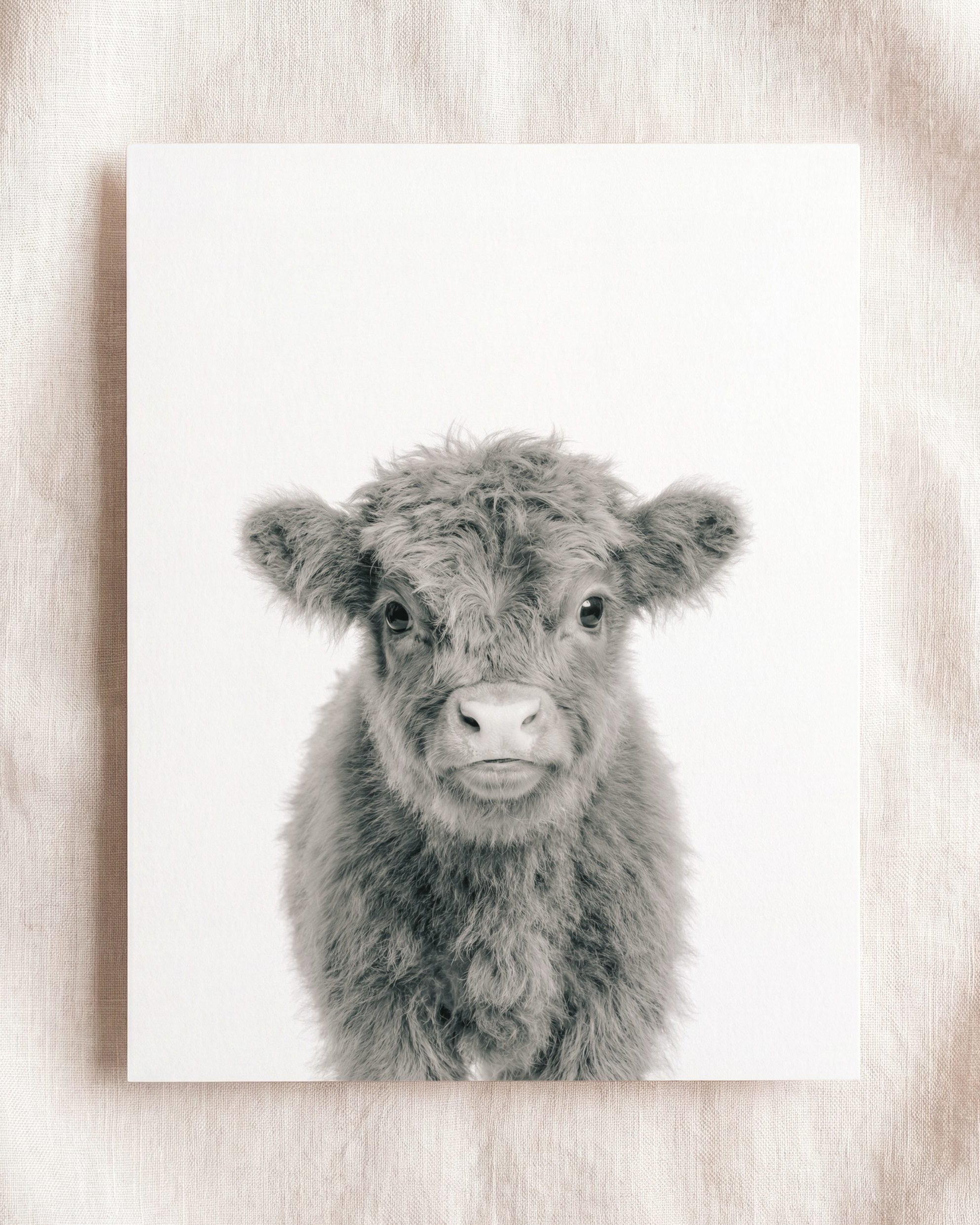 Baby Highland Cow