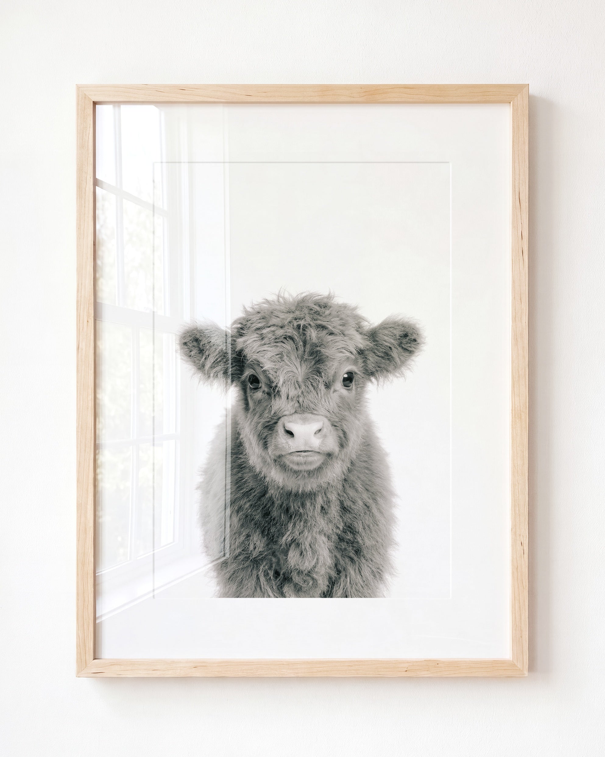Baby Highland Cow