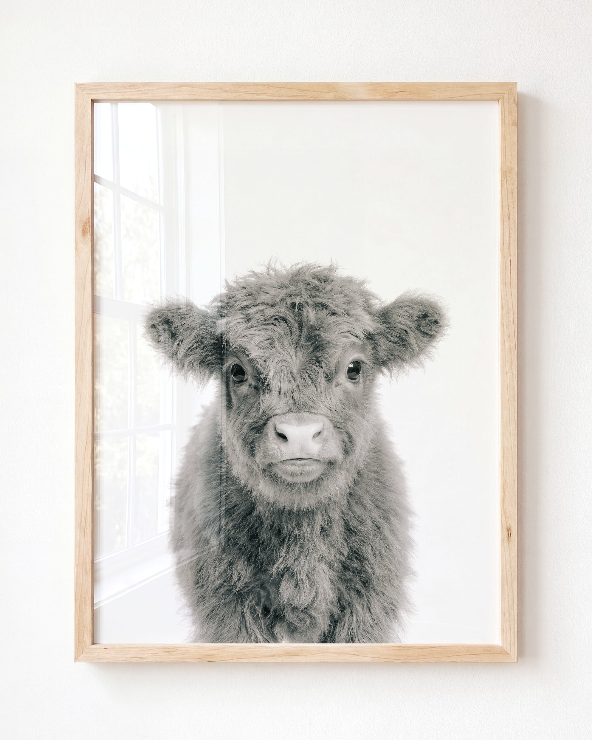 Baby Highland Cow