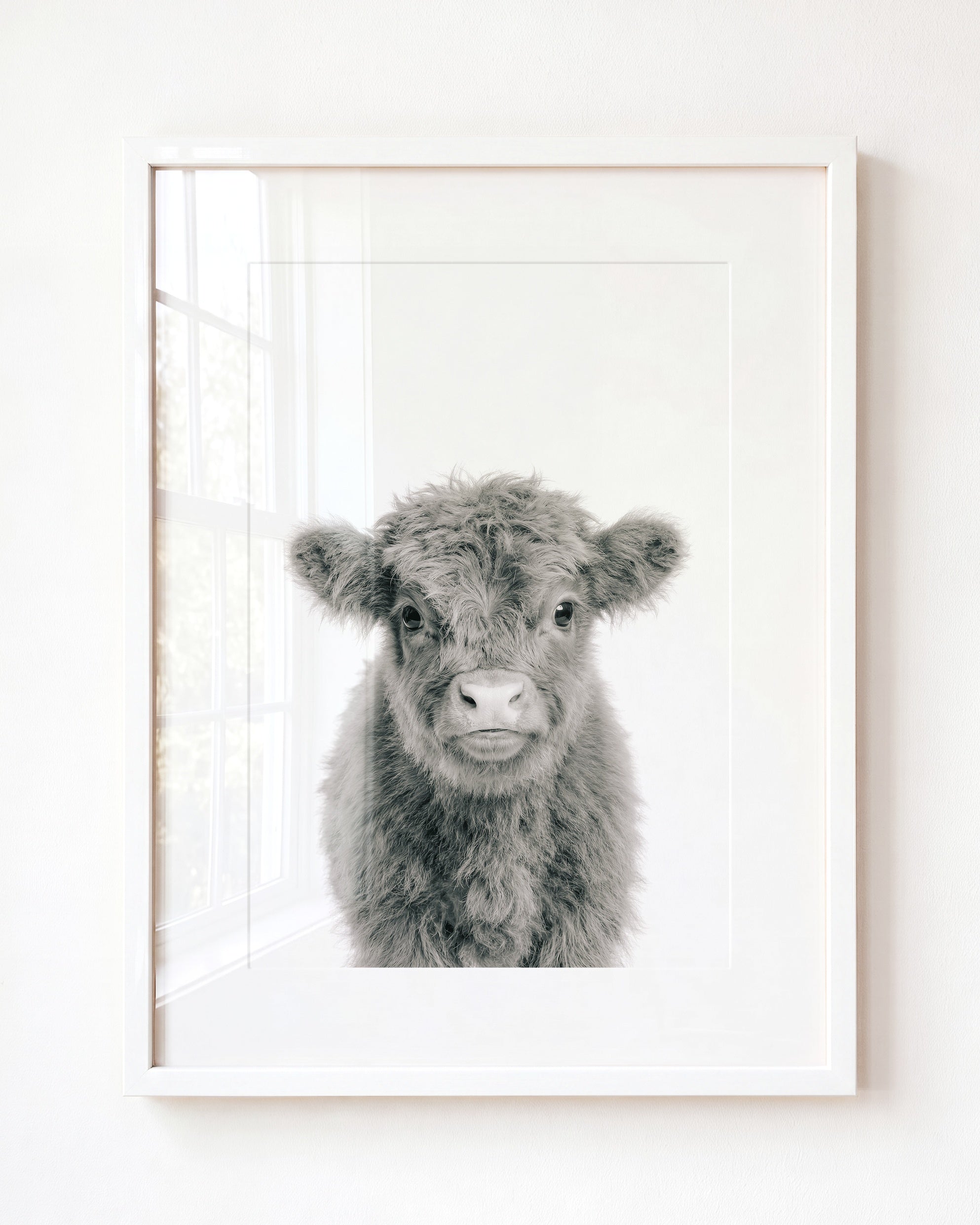 Baby Highland Cow
