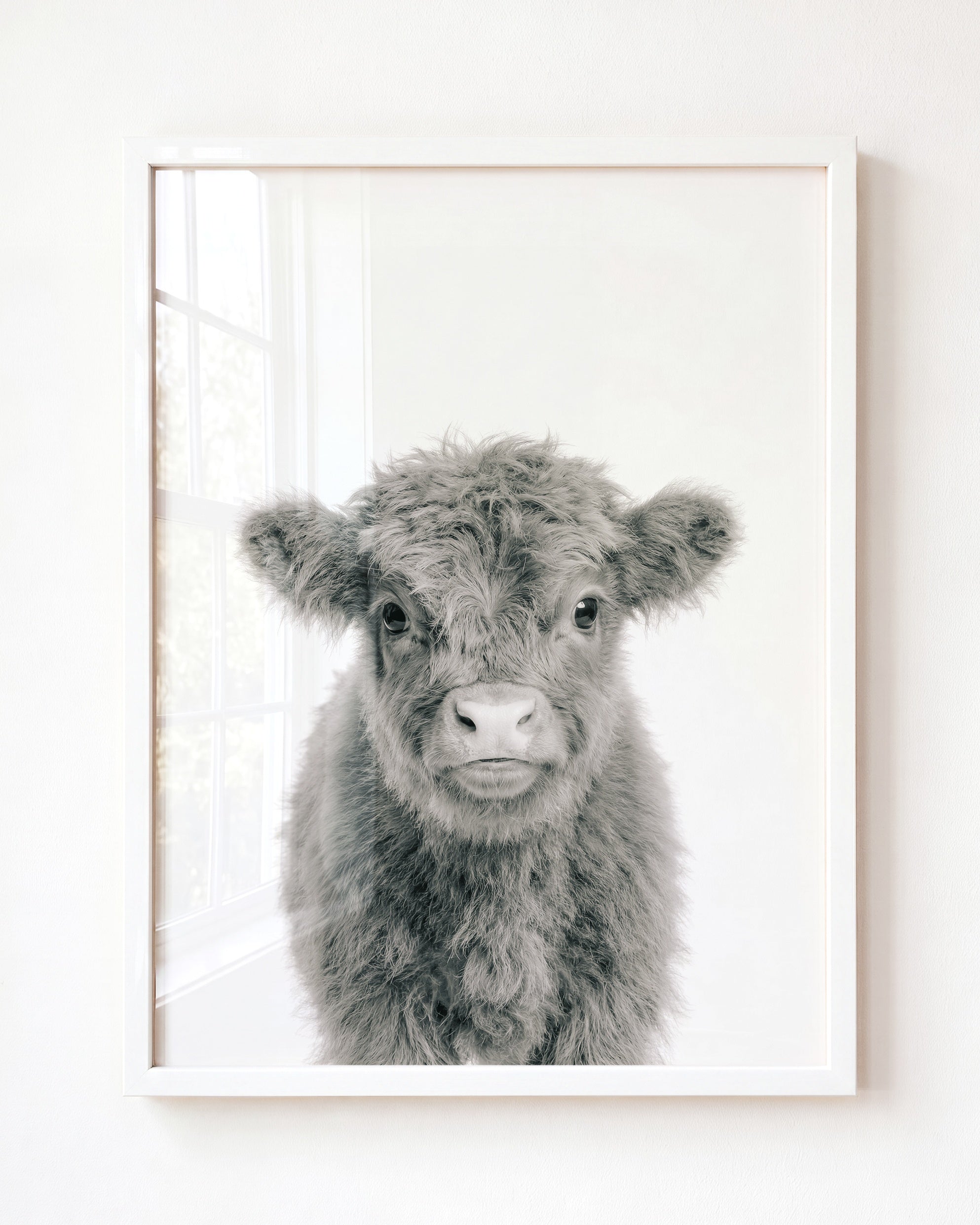 Baby Highland Cow