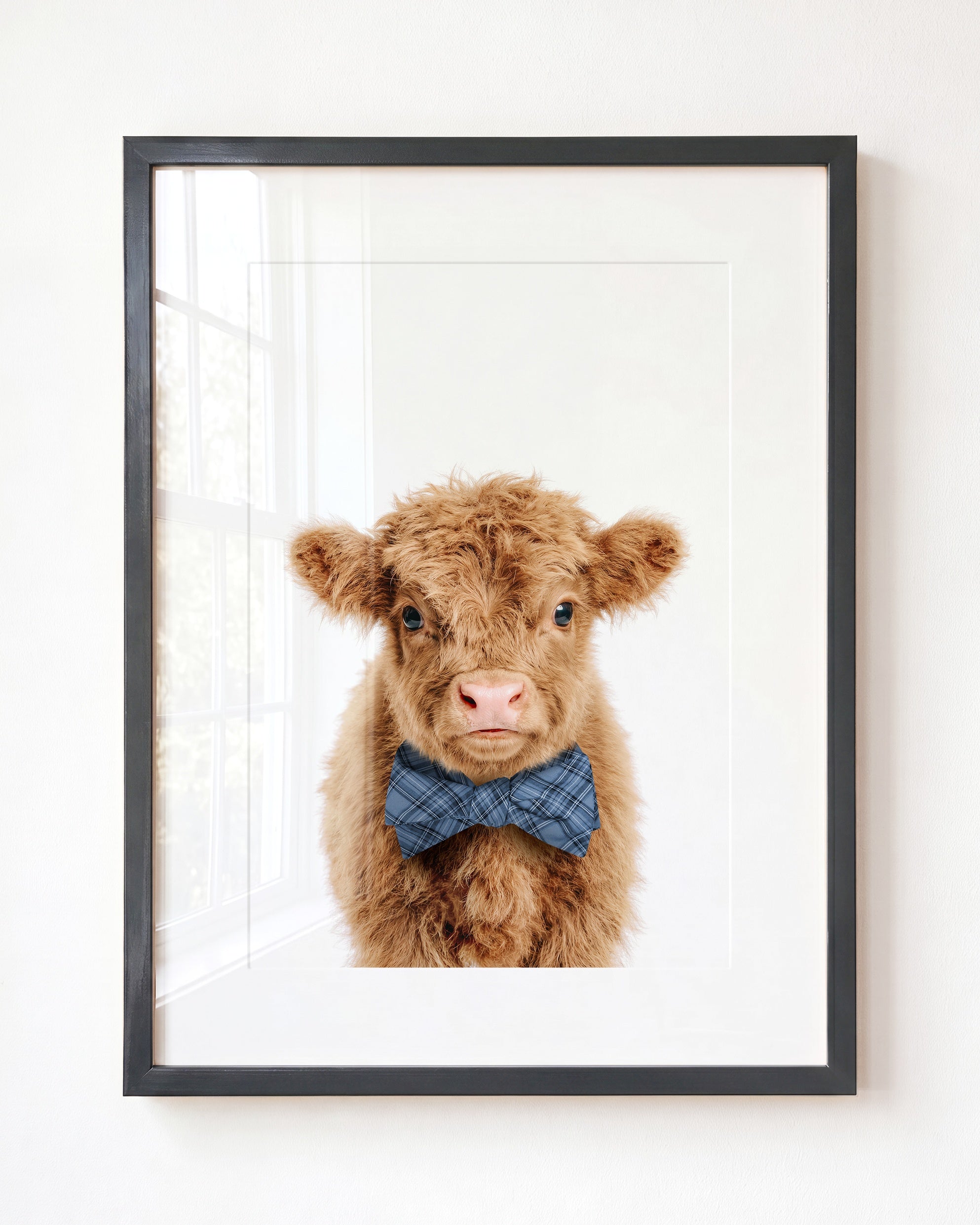 Baby Highland Cow