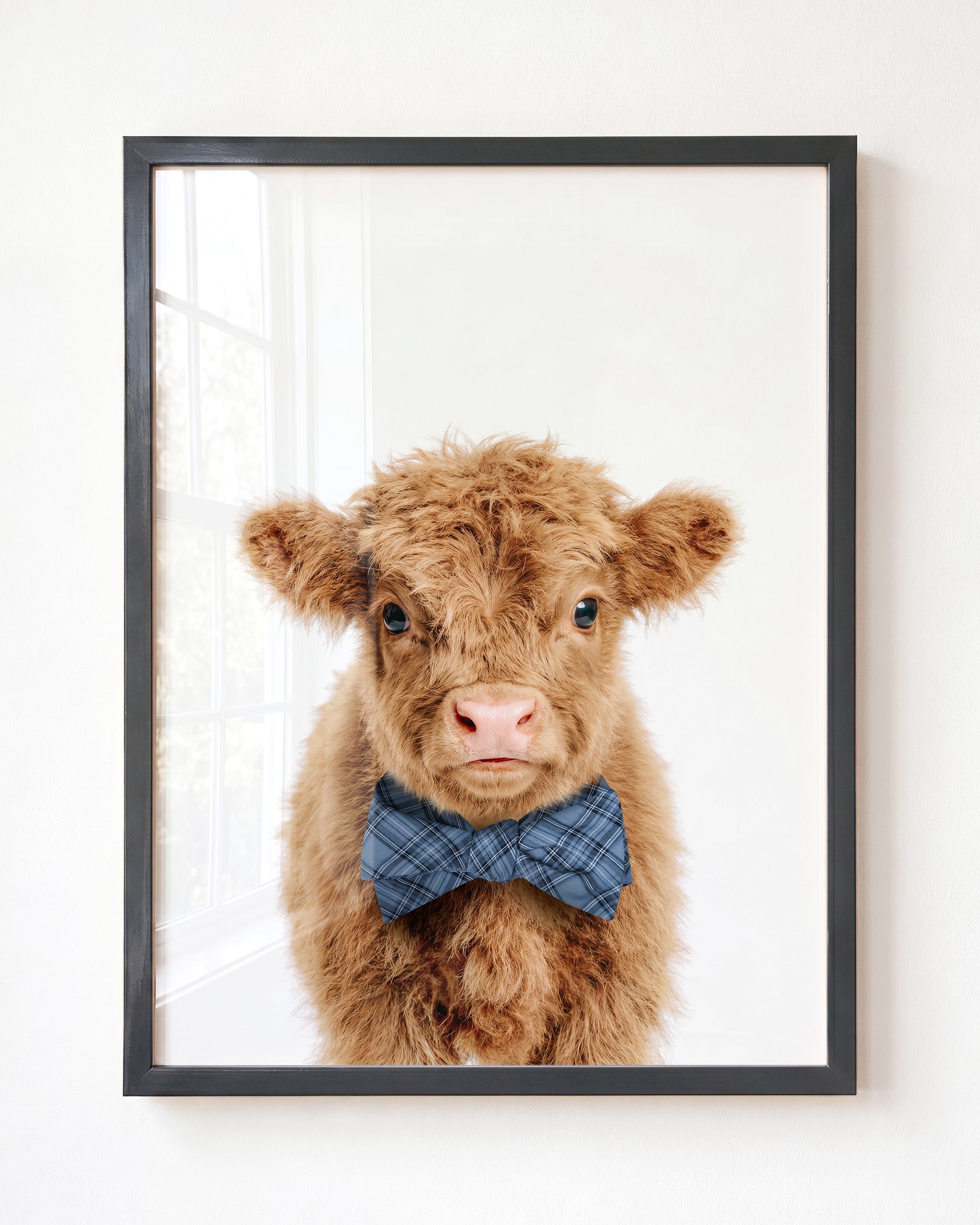 Baby Highland Cow