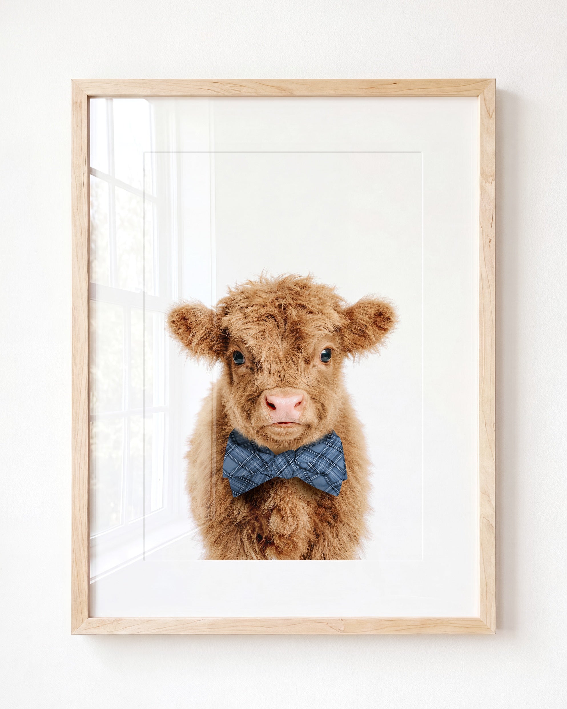 Baby Highland Cow
