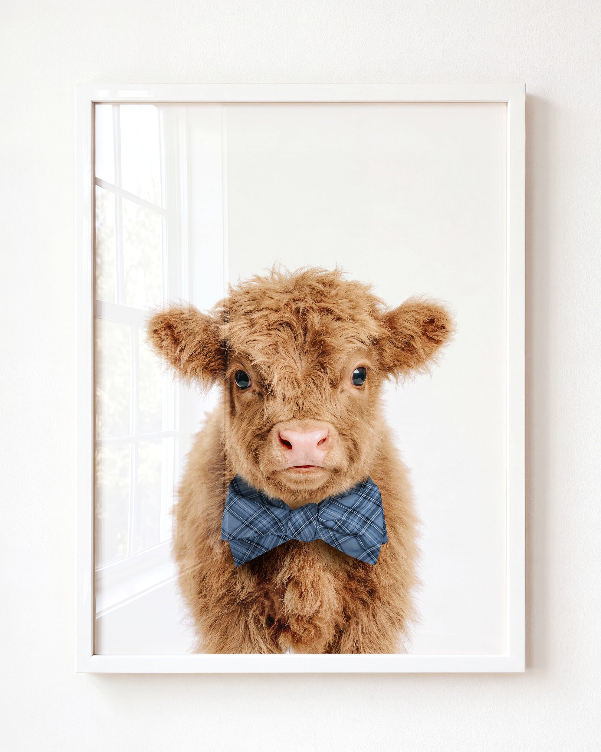 Baby Highland Cow