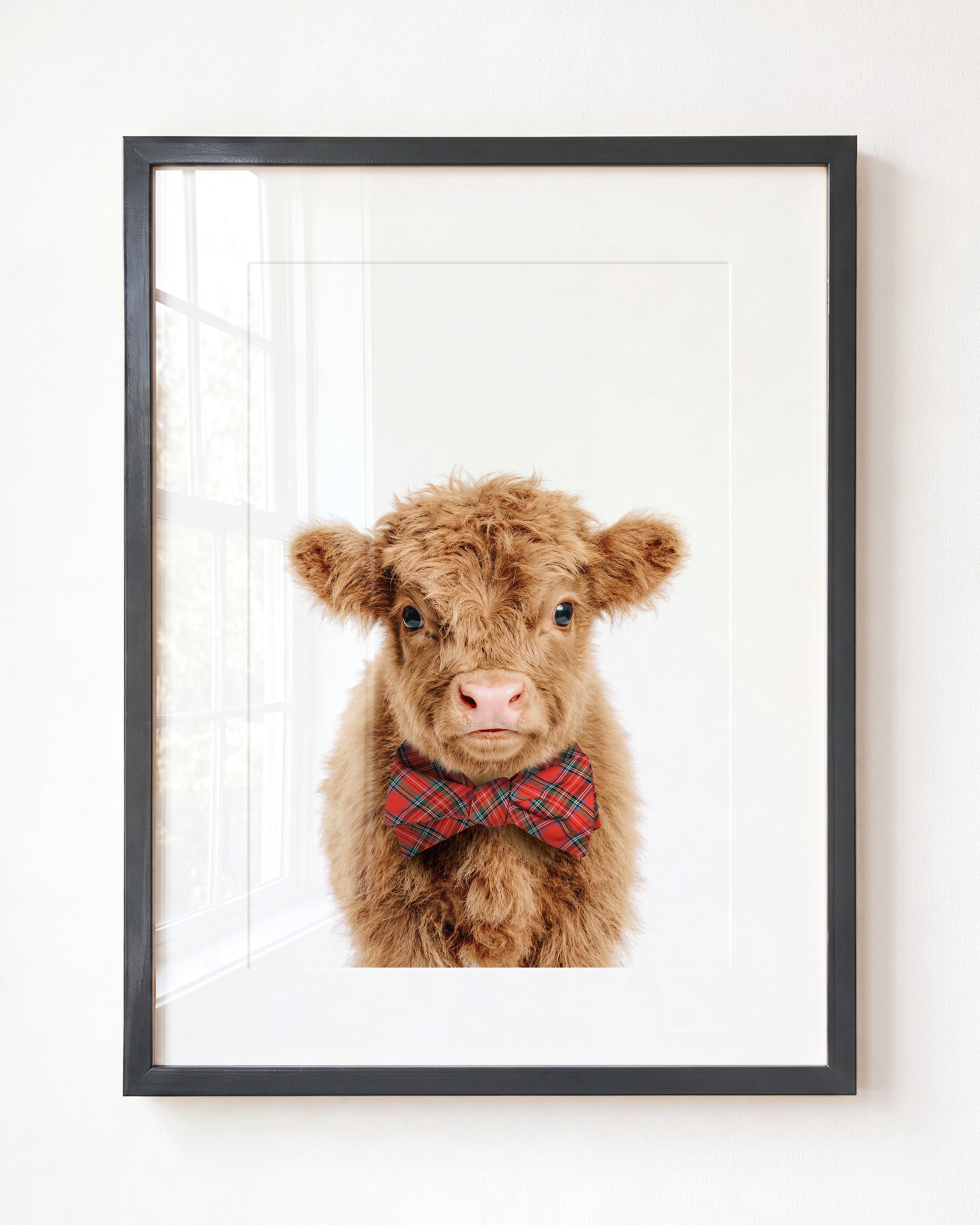 Baby Highland Cow