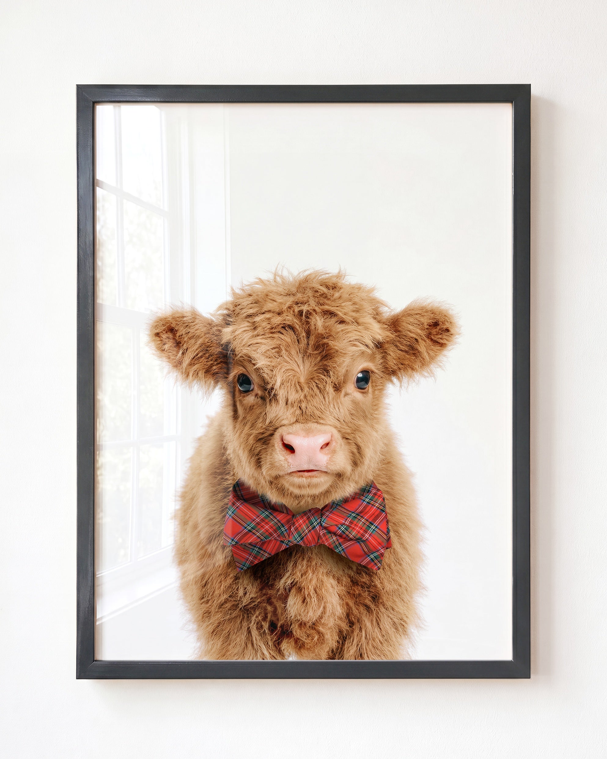 Baby Highland Cow