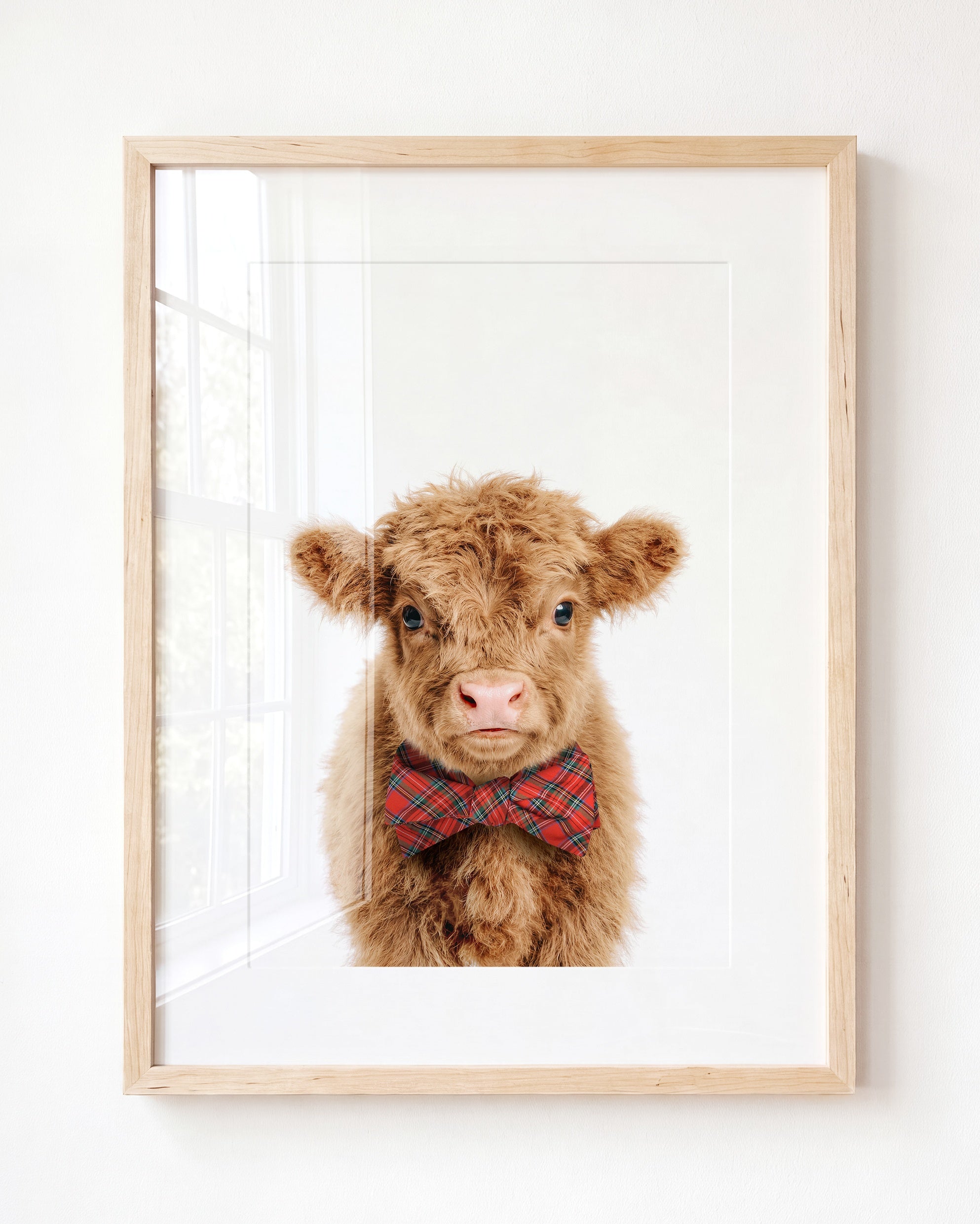 Baby Highland Cow
