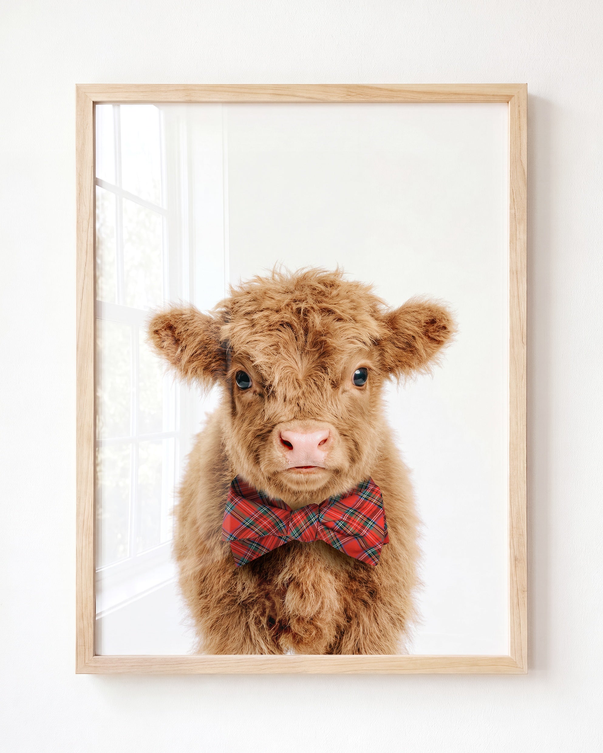 Baby Highland Cow