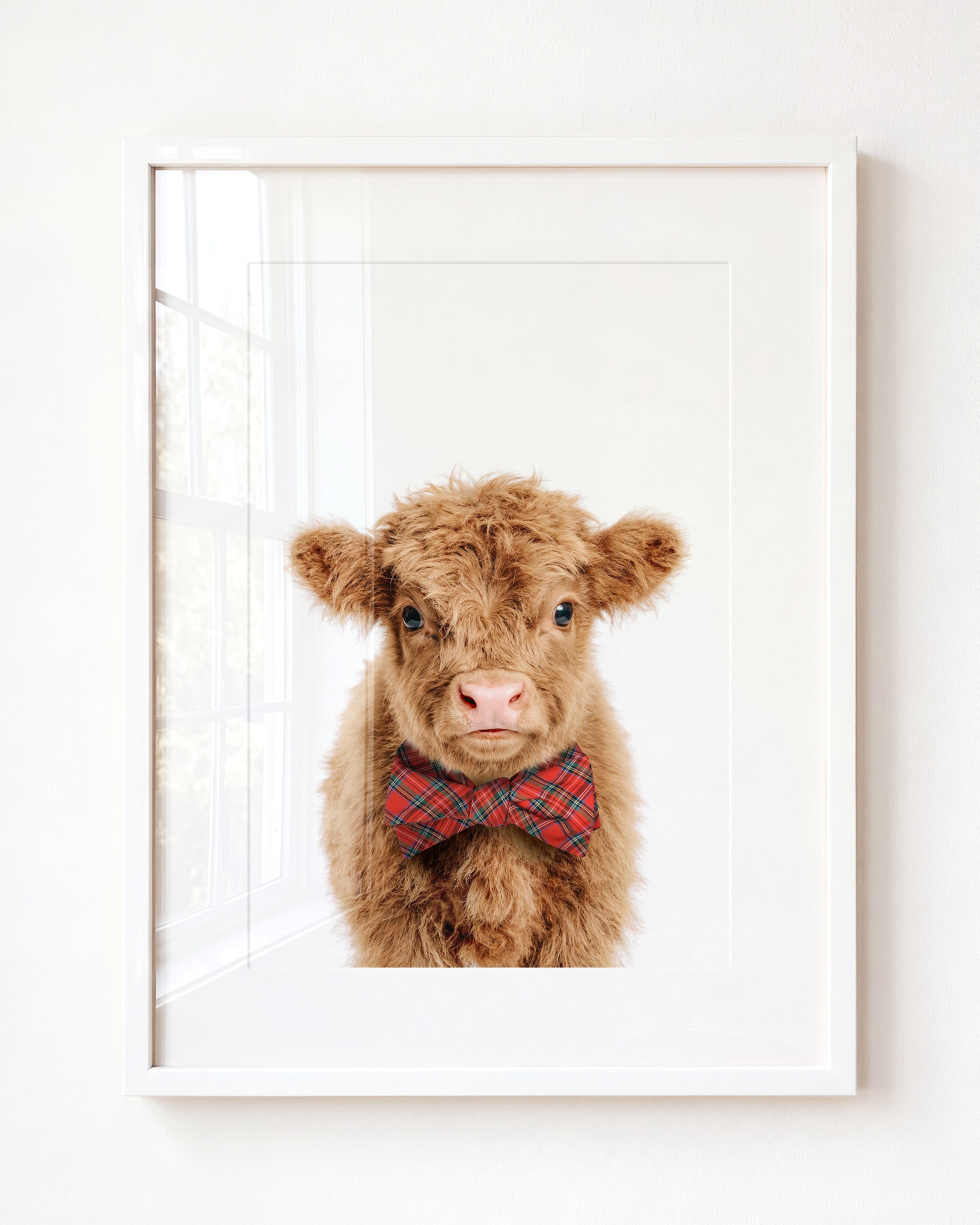 Baby Highland Cow