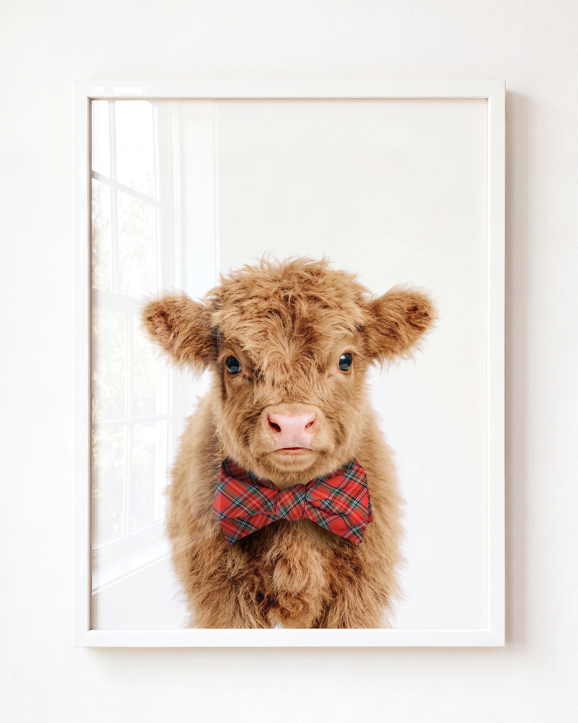 Baby Highland Cow