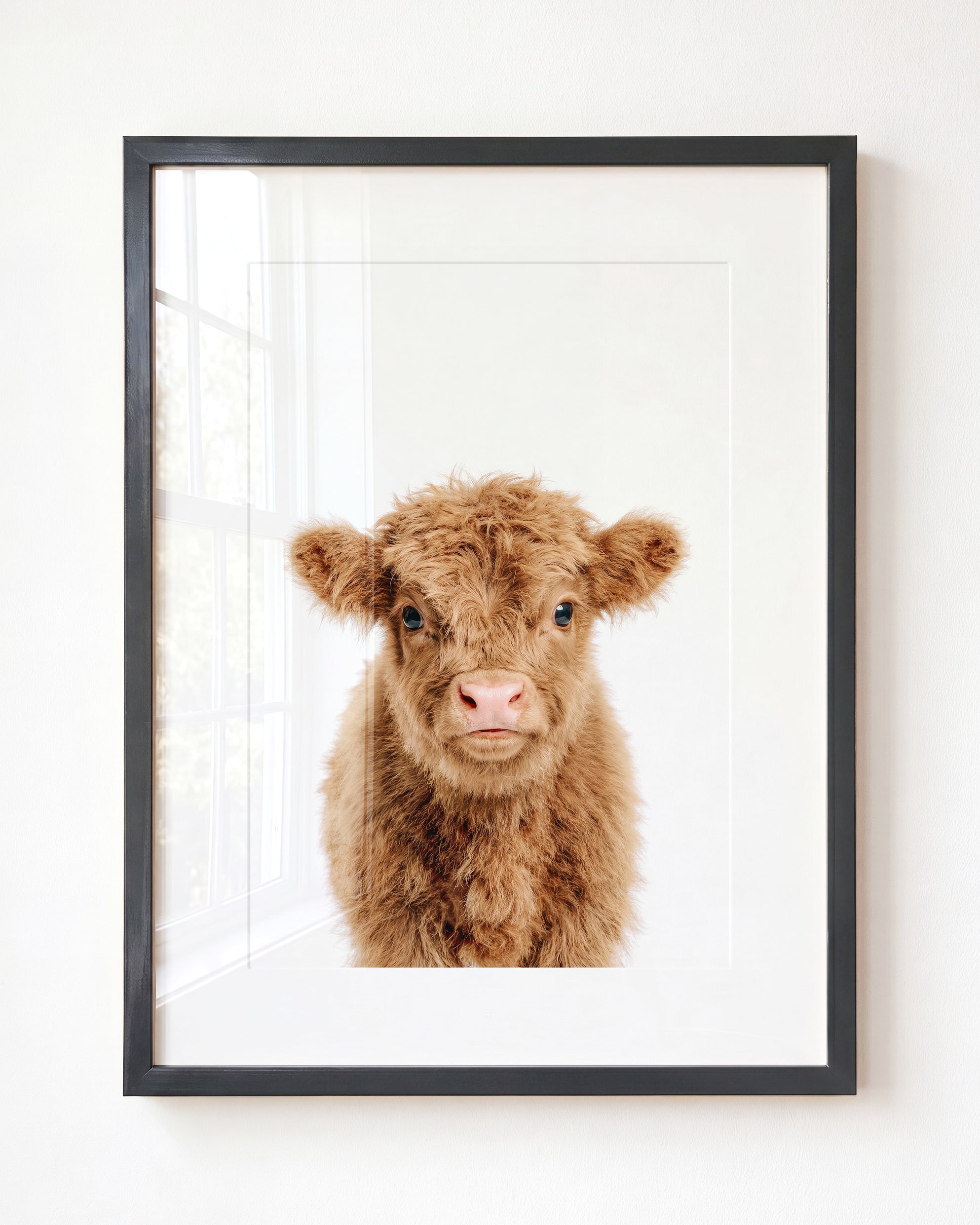 Baby Highland Cow