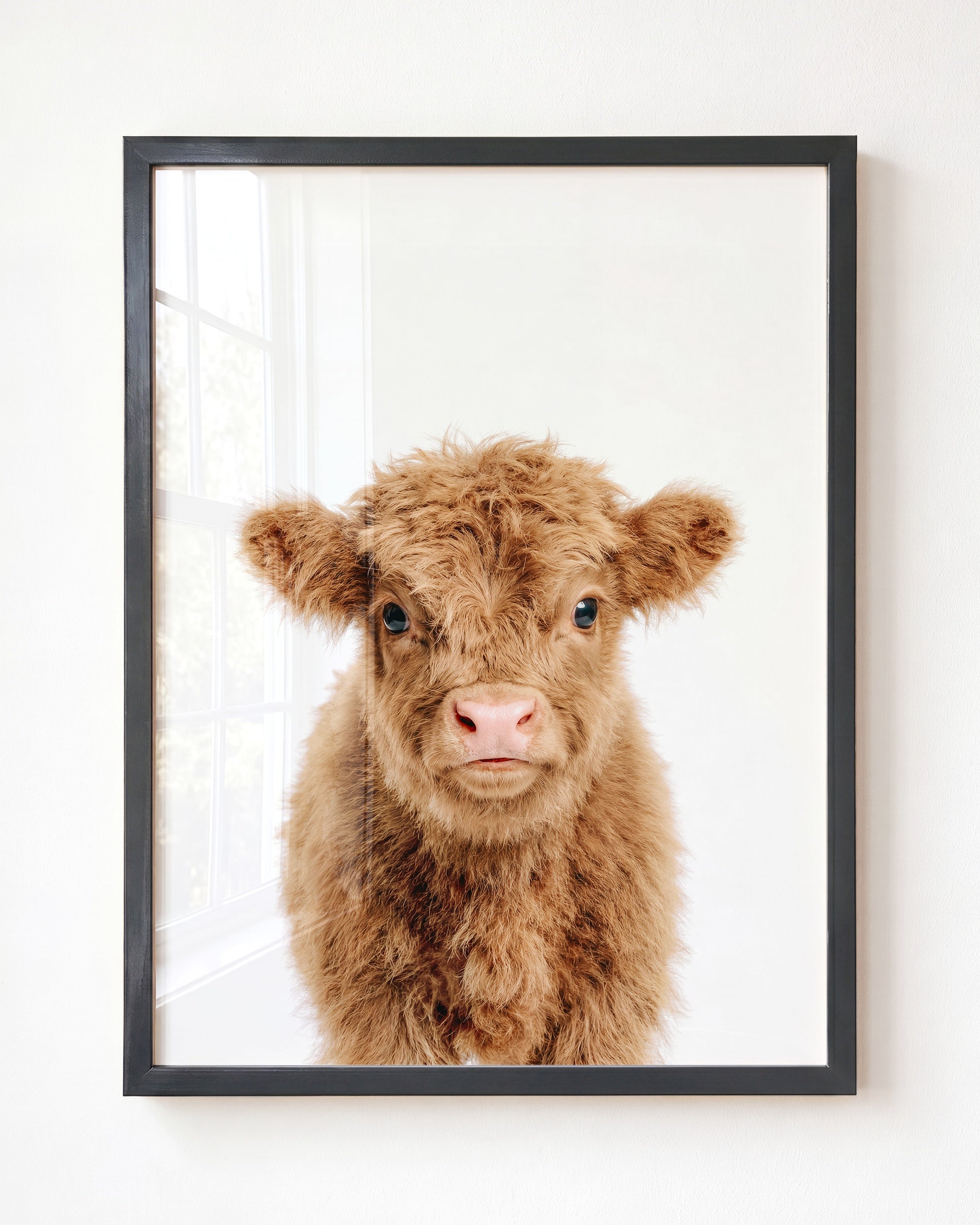 Baby Highland Cow