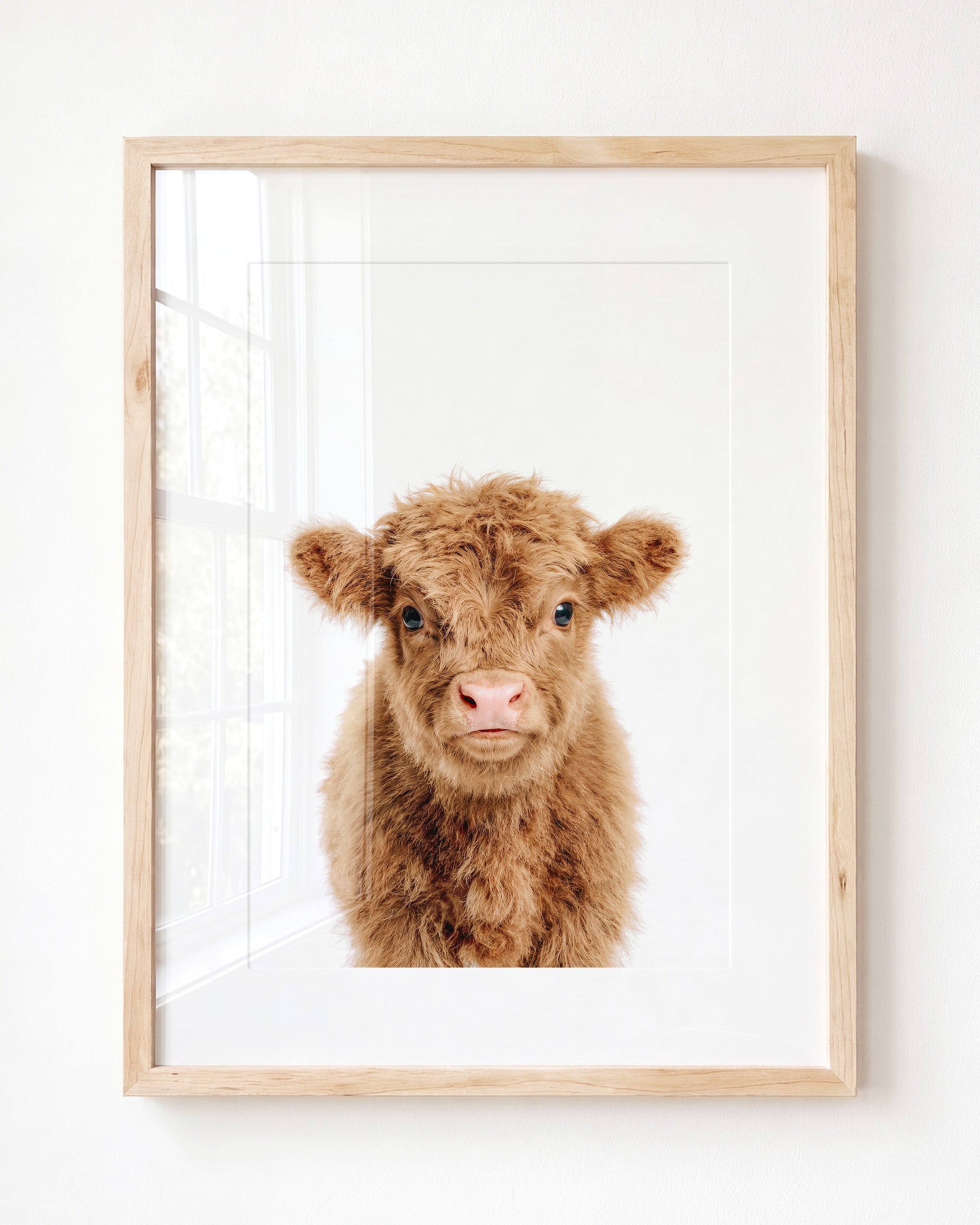 Baby Highland Cow