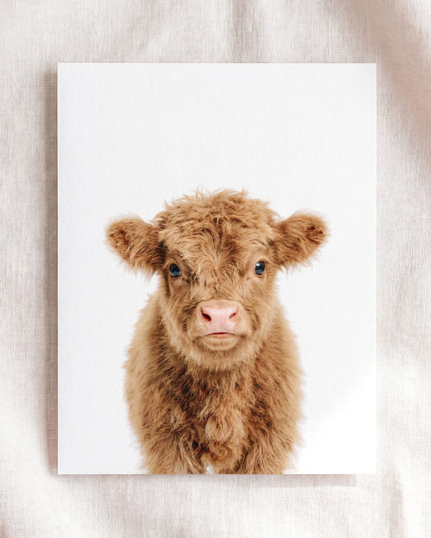 Baby Highland Cow