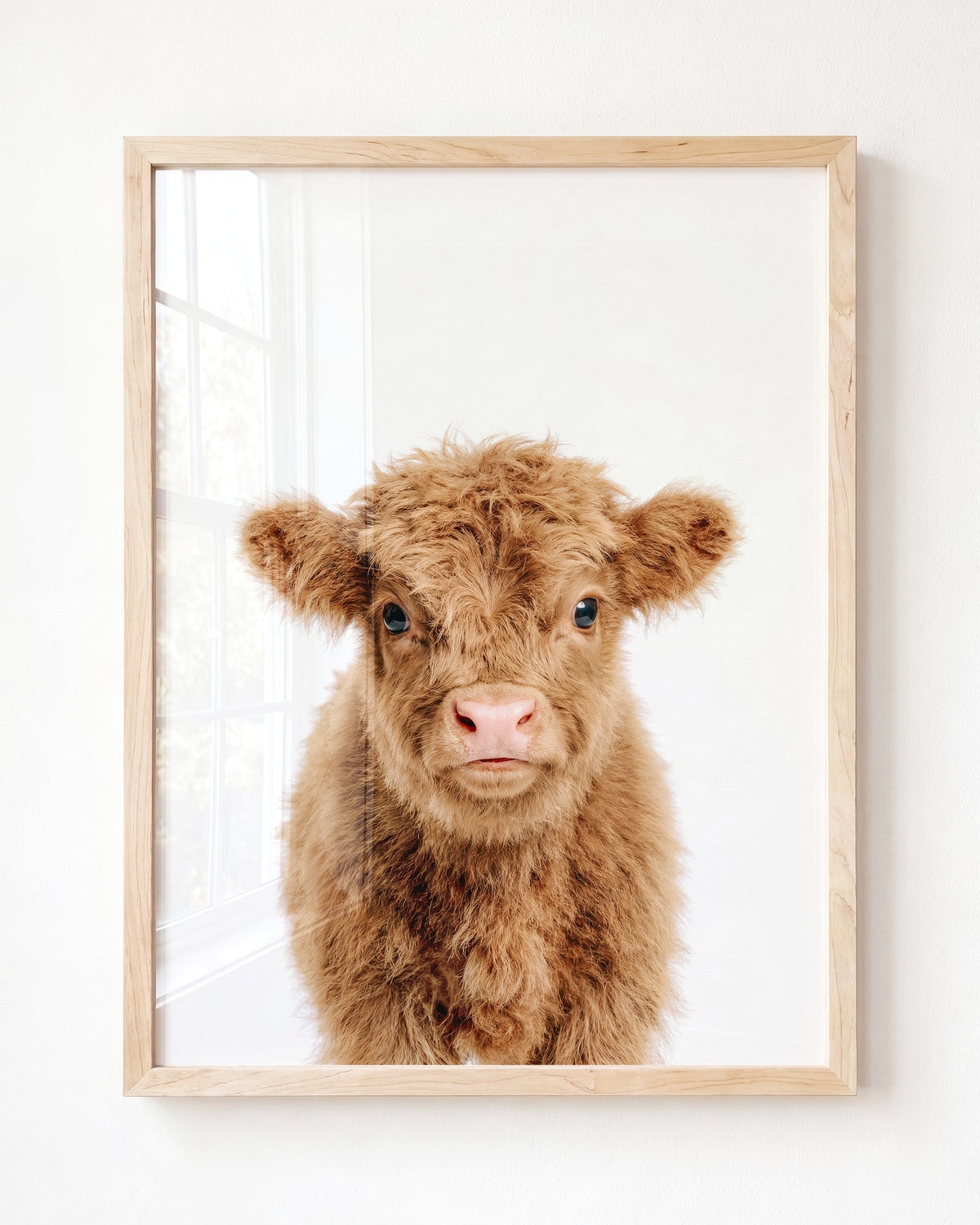 Baby Highland Cow — Framed