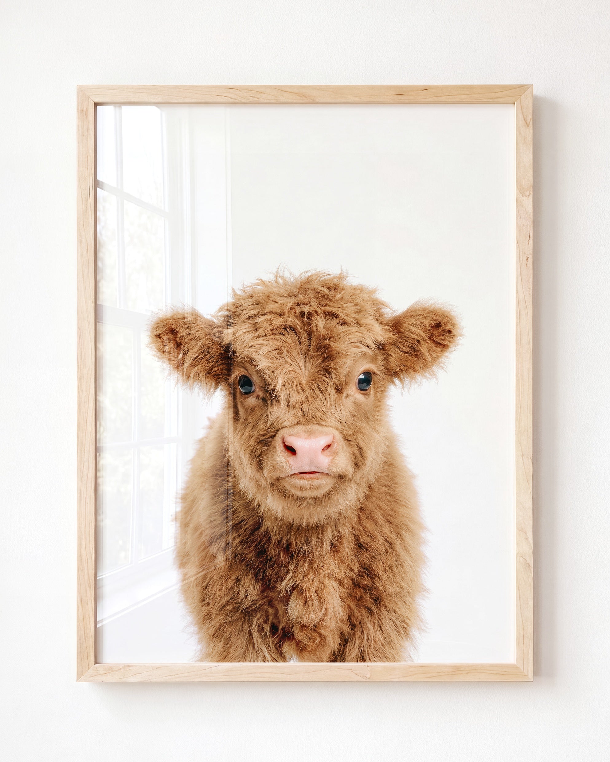 Baby Highland Cow
