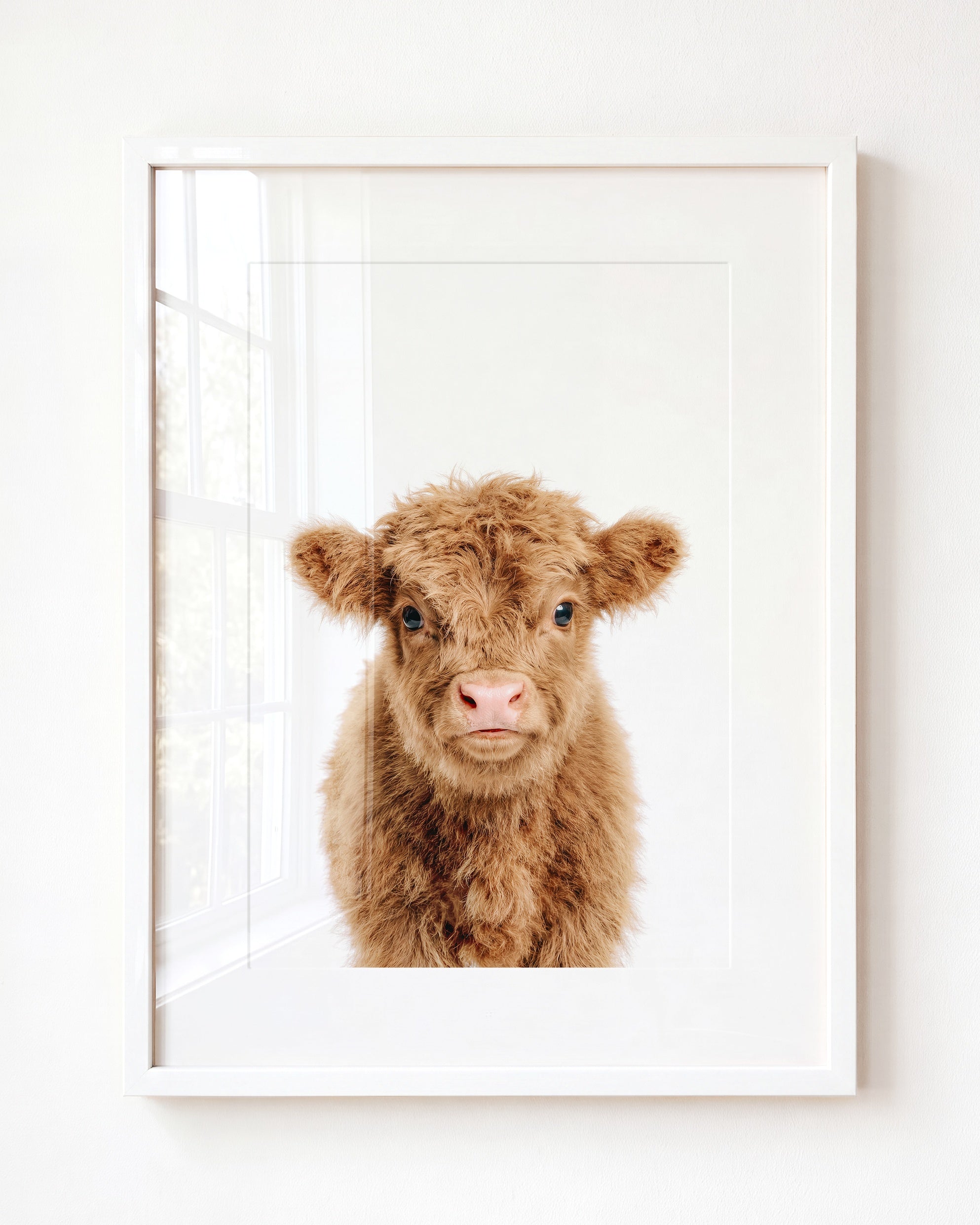 Baby Highland Cow