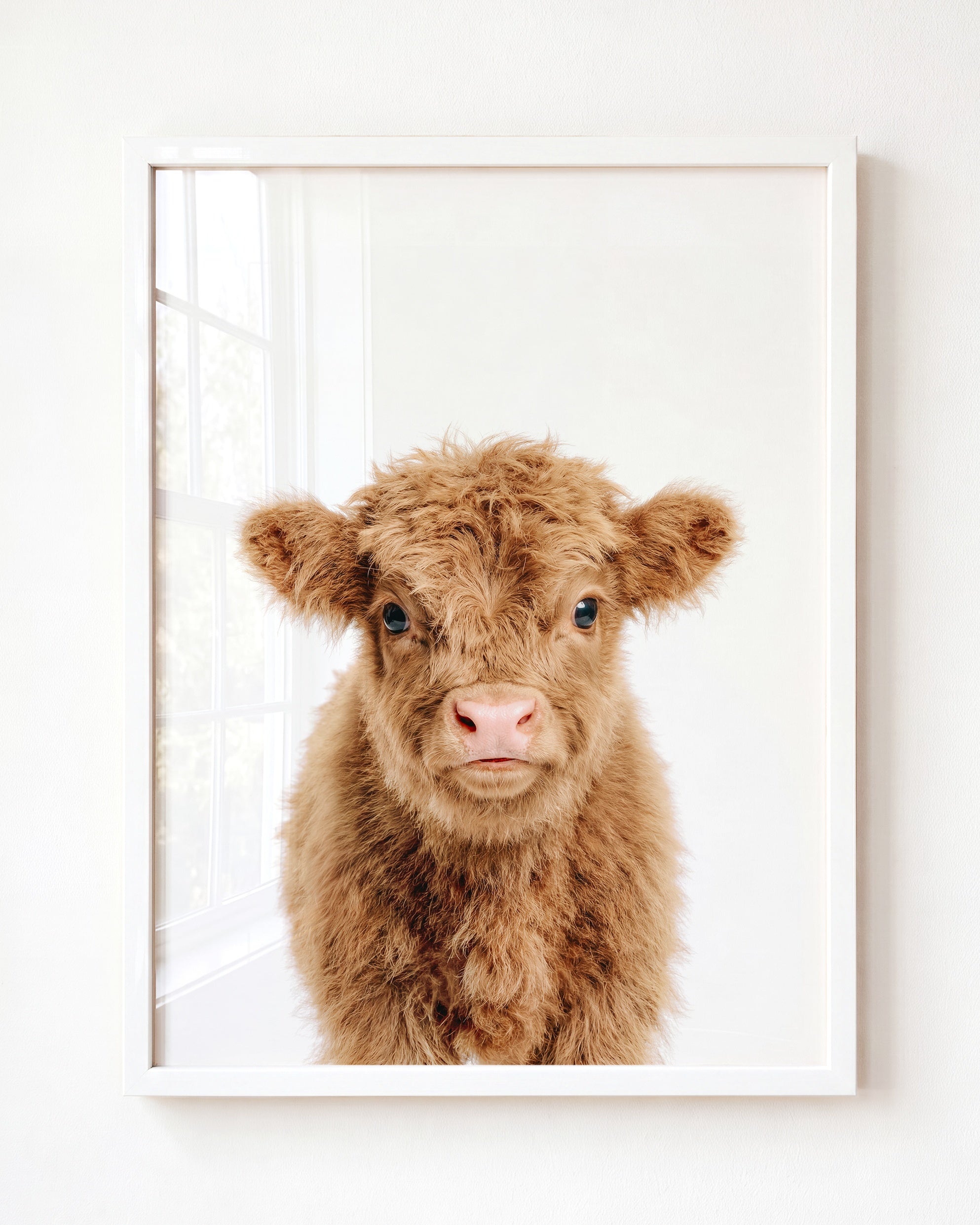 Baby Highland Cow