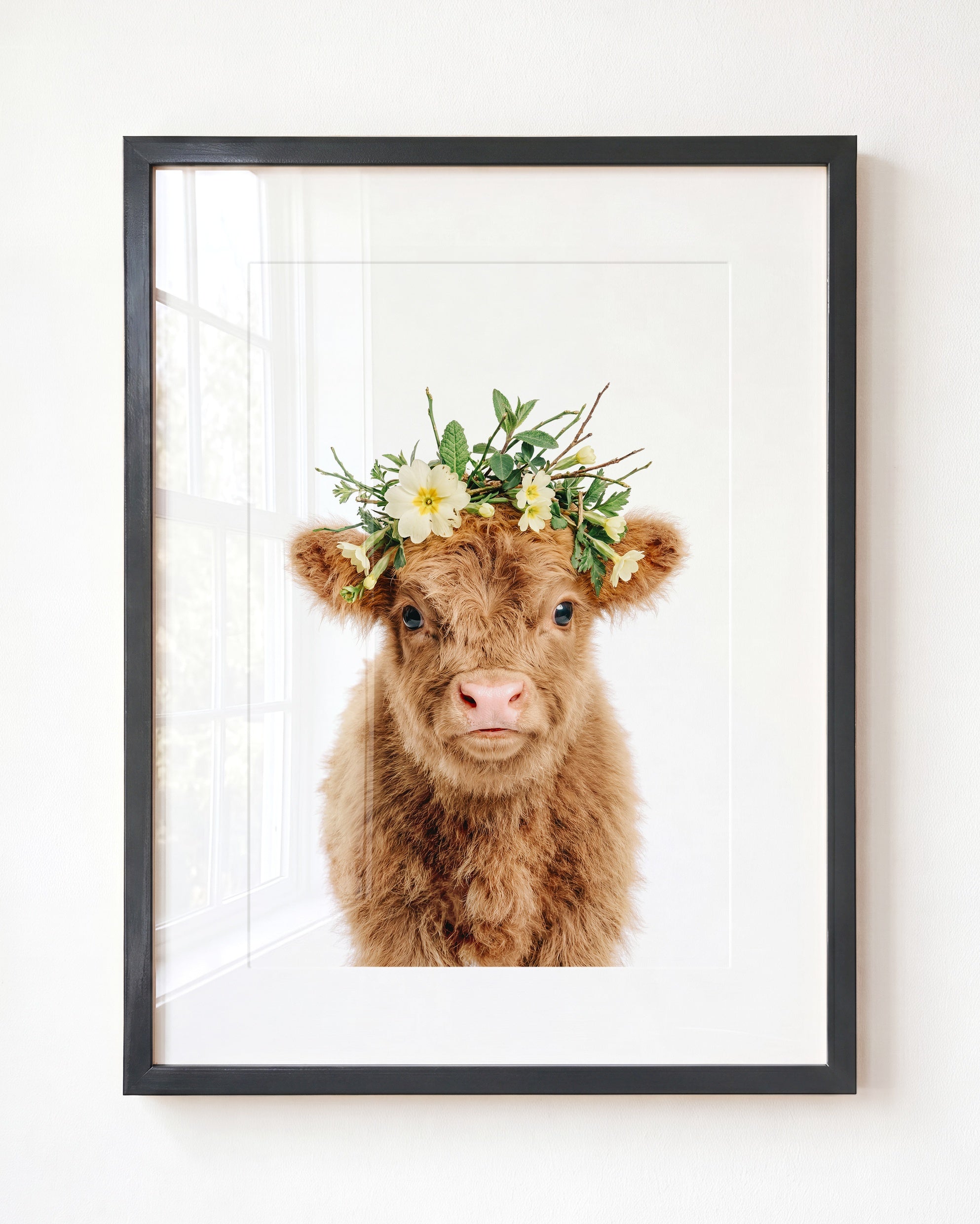 Baby Highland Cow