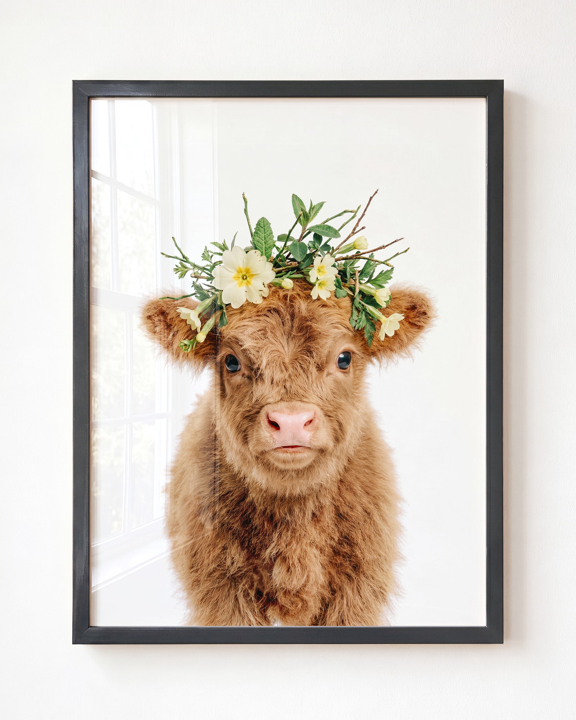 Baby Highland Cow